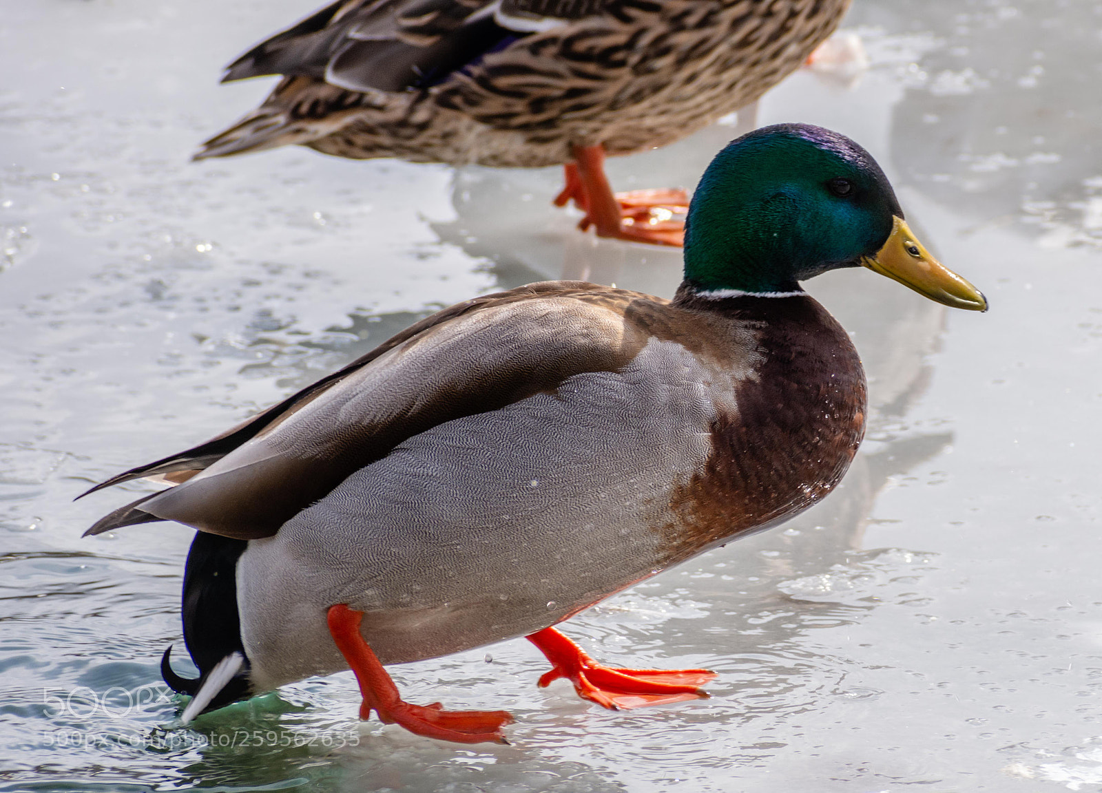 Nikon D7200 sample photo. Male mallard photography
