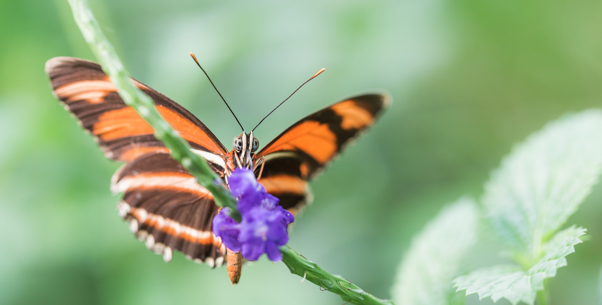 Butterfly | Schmetterling | 002