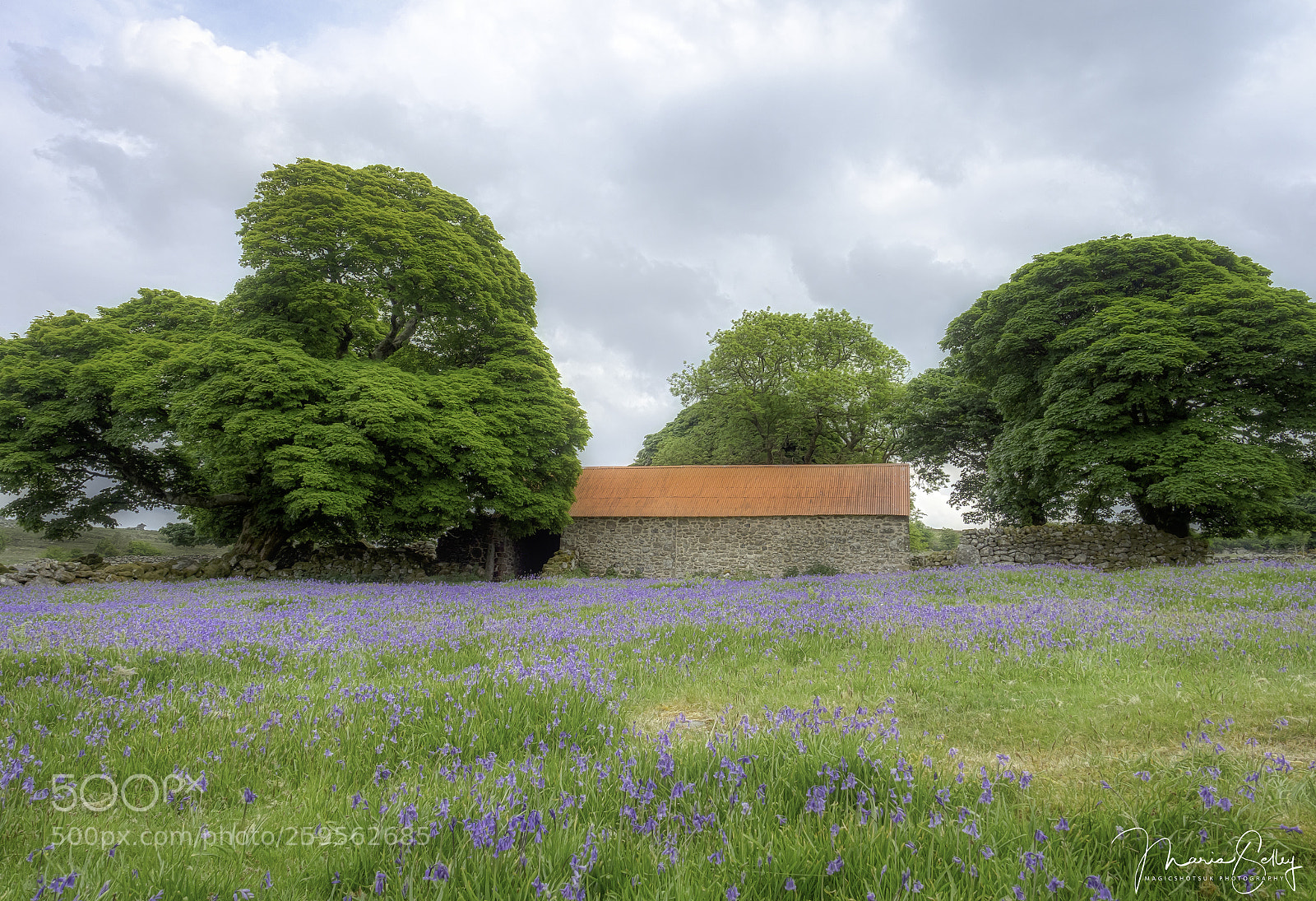 Olympus OM-D E-M1 Mark II sample photo. Bluebell barn photography