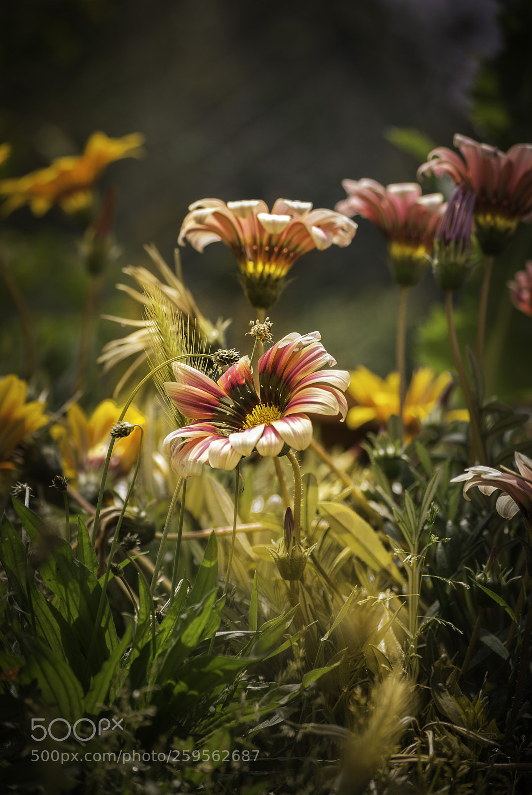 Nikon D60 sample photo. Flower photography