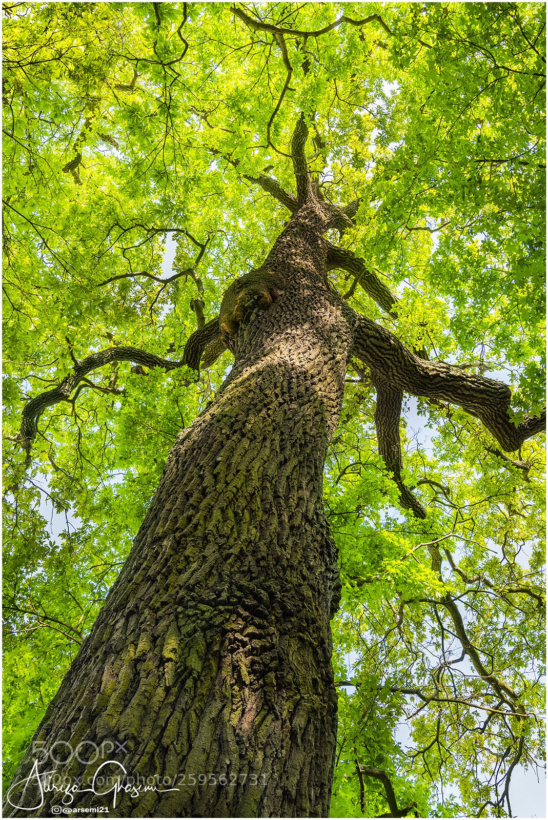Nikon D810 sample photo. Tenacious tree photography
