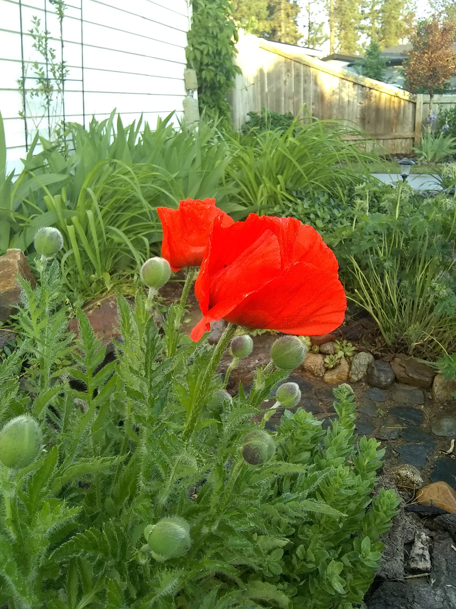 Motorola Moto E4 sample photo. Red photography