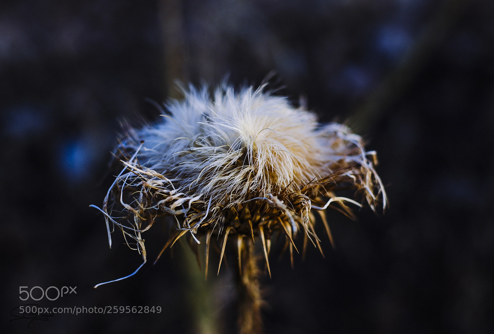 Nikon D7100 sample photo. Wild beauty photography