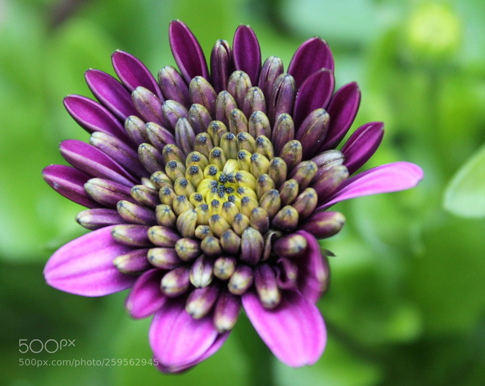 Canon EOS 550D (EOS Rebel T2i / EOS Kiss X4) sample photo. Flower photography