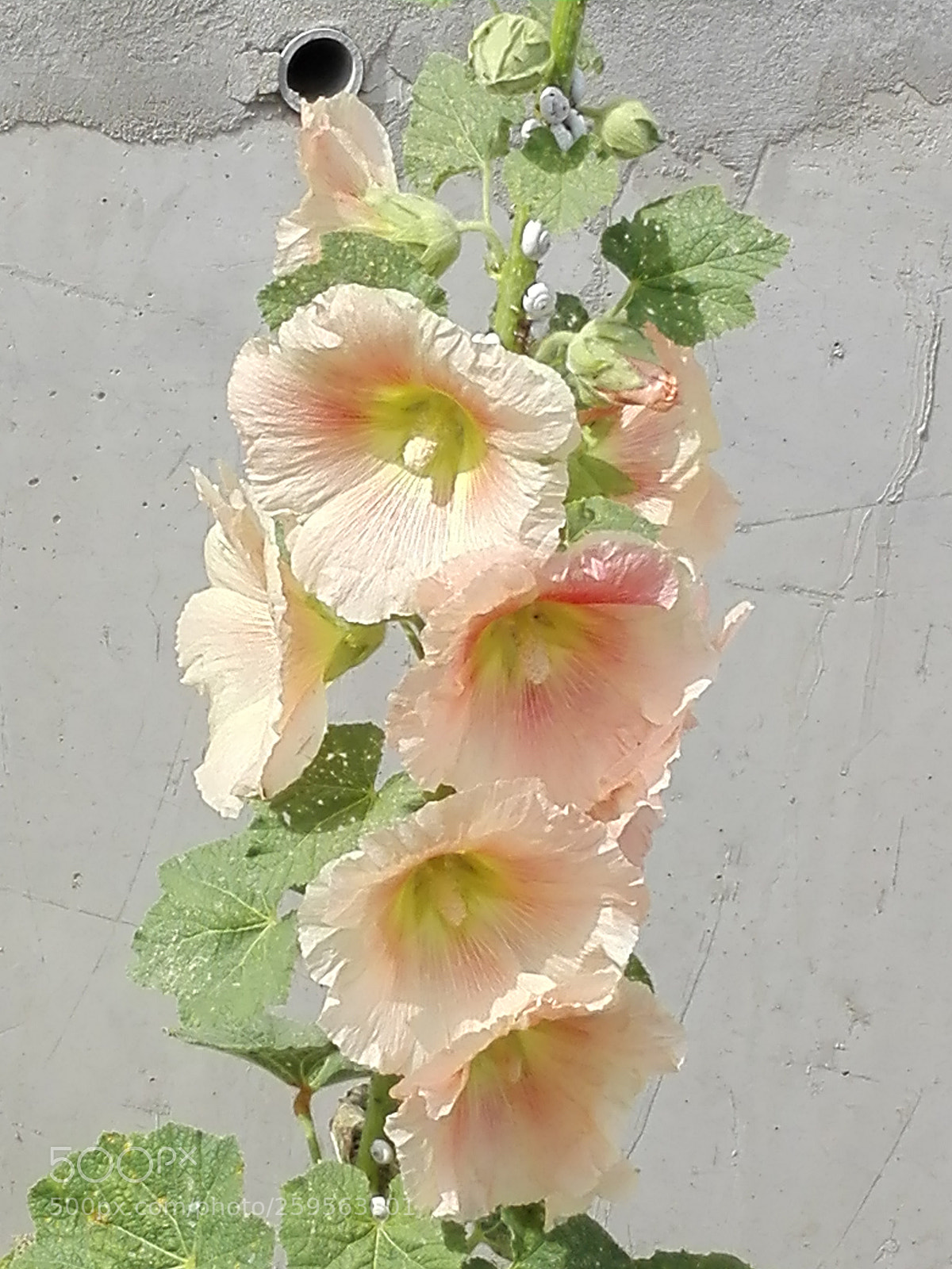 HUAWEI P8 Lite sample photo. Untitled photography