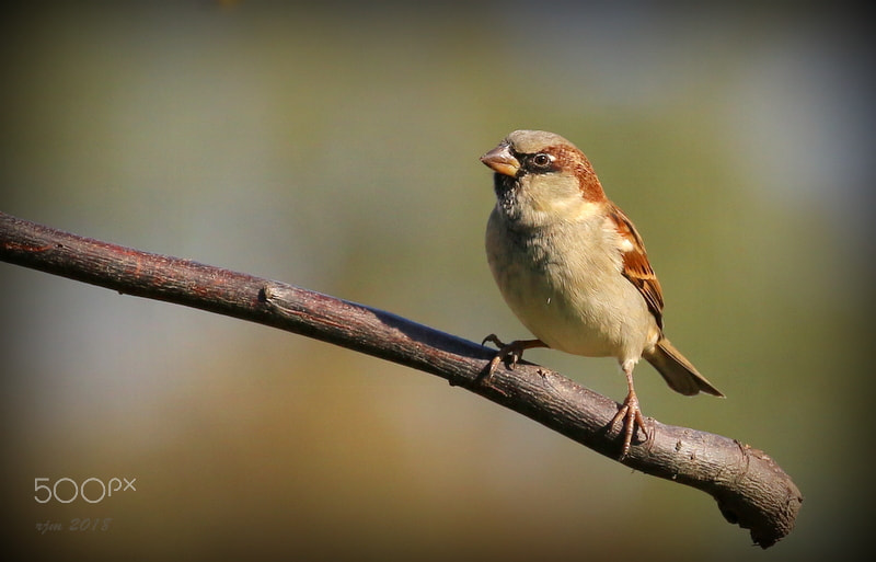 Canon EOS 70D sample photo. Male house sparrow photography