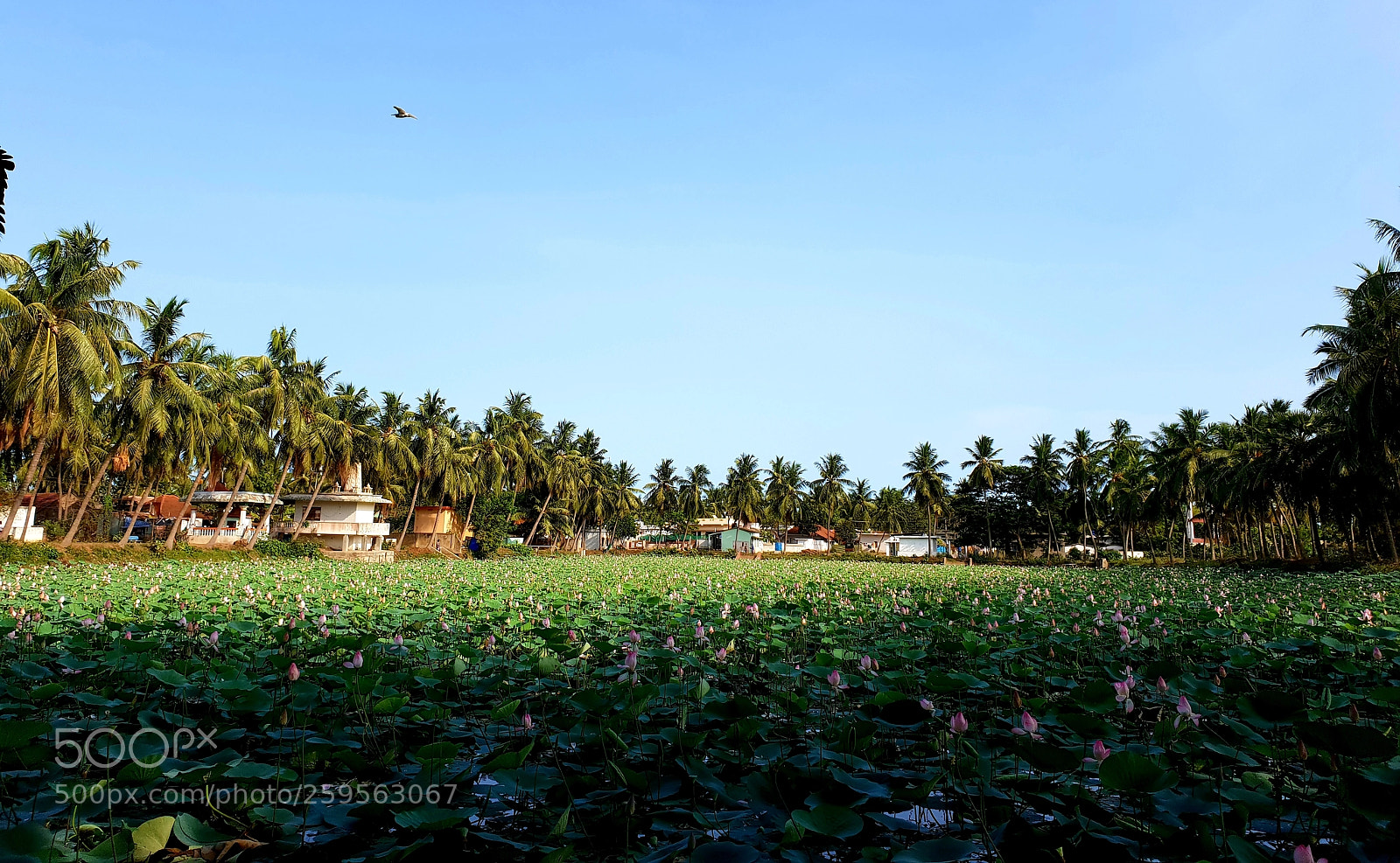 Samsung Galaxy S9+ sample photo. Lotus pond photography