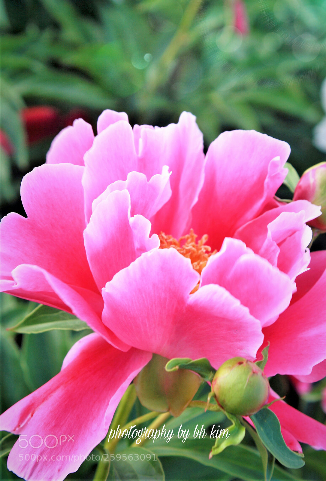 Canon EOS 1000D (EOS Digital Rebel XS / EOS Kiss F) sample photo. 芍藥 photography