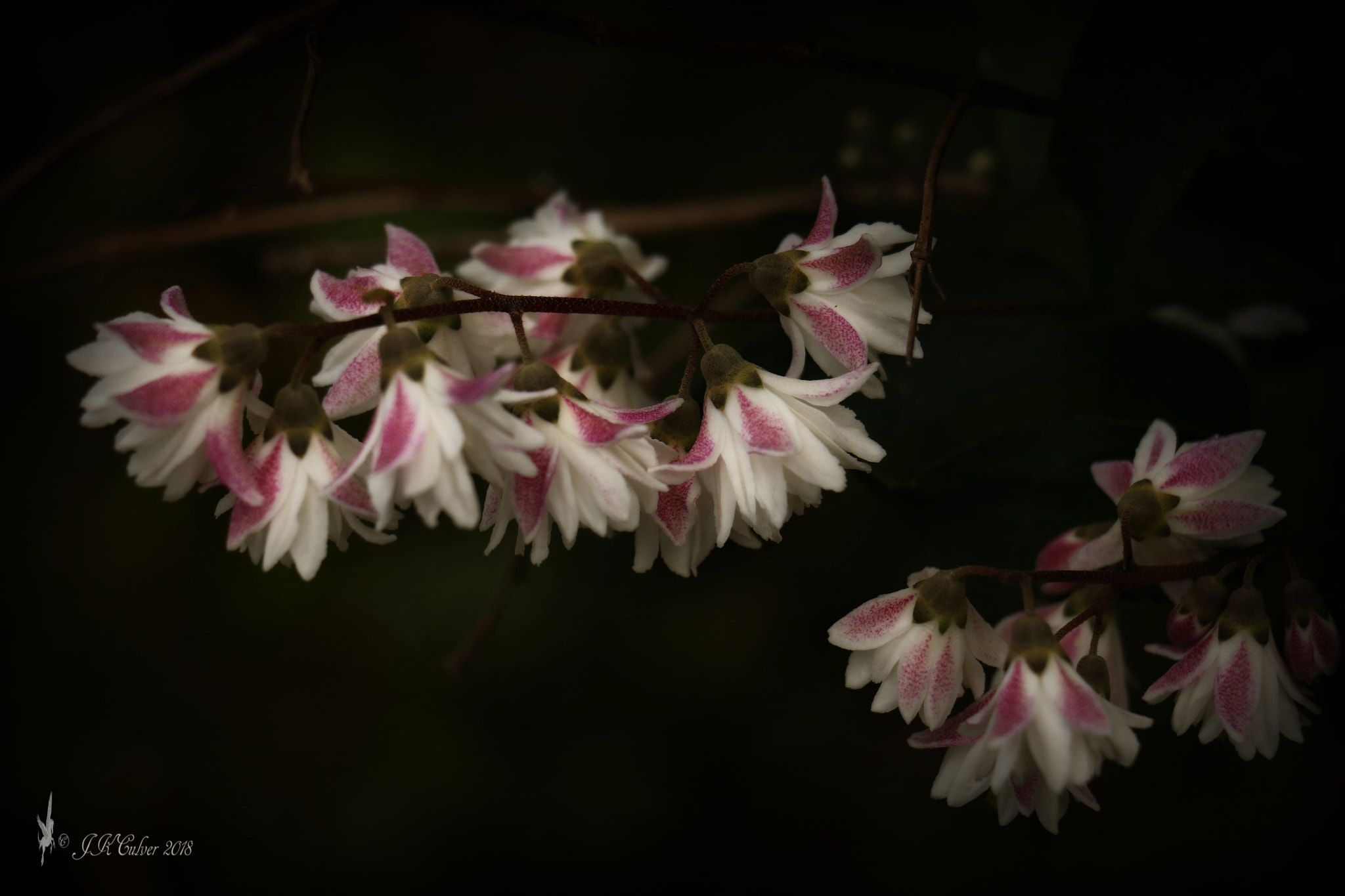 Canon EOS 77D (EOS 9000D / EOS 770D) sample photo. Happiness photography