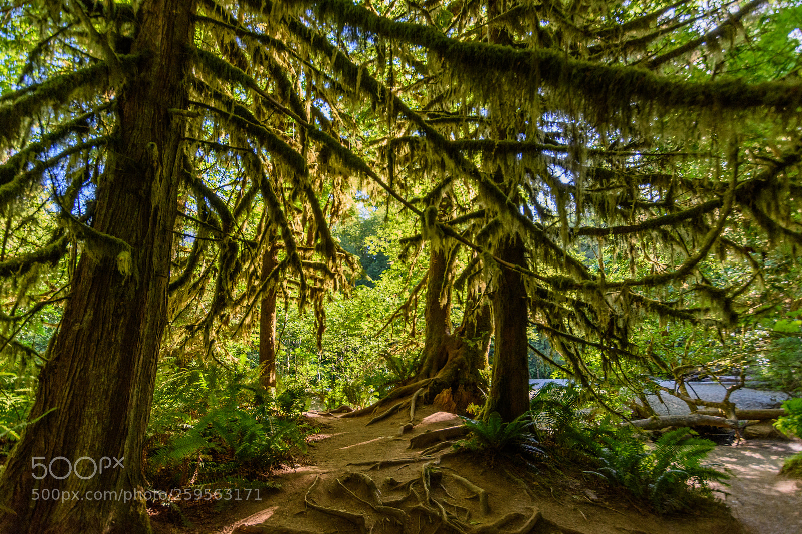 Nikon D7200 sample photo. Cathedral grove trees photography