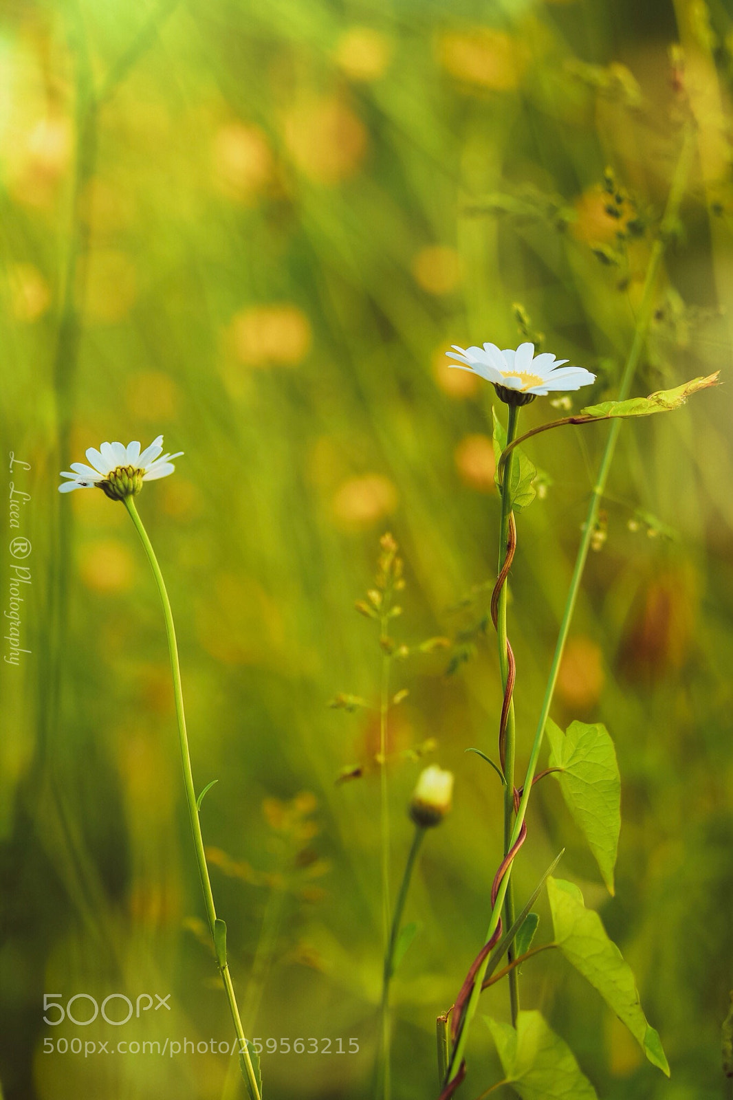 Canon EOS 6D Mark II sample photo. Caress of light 71 photography