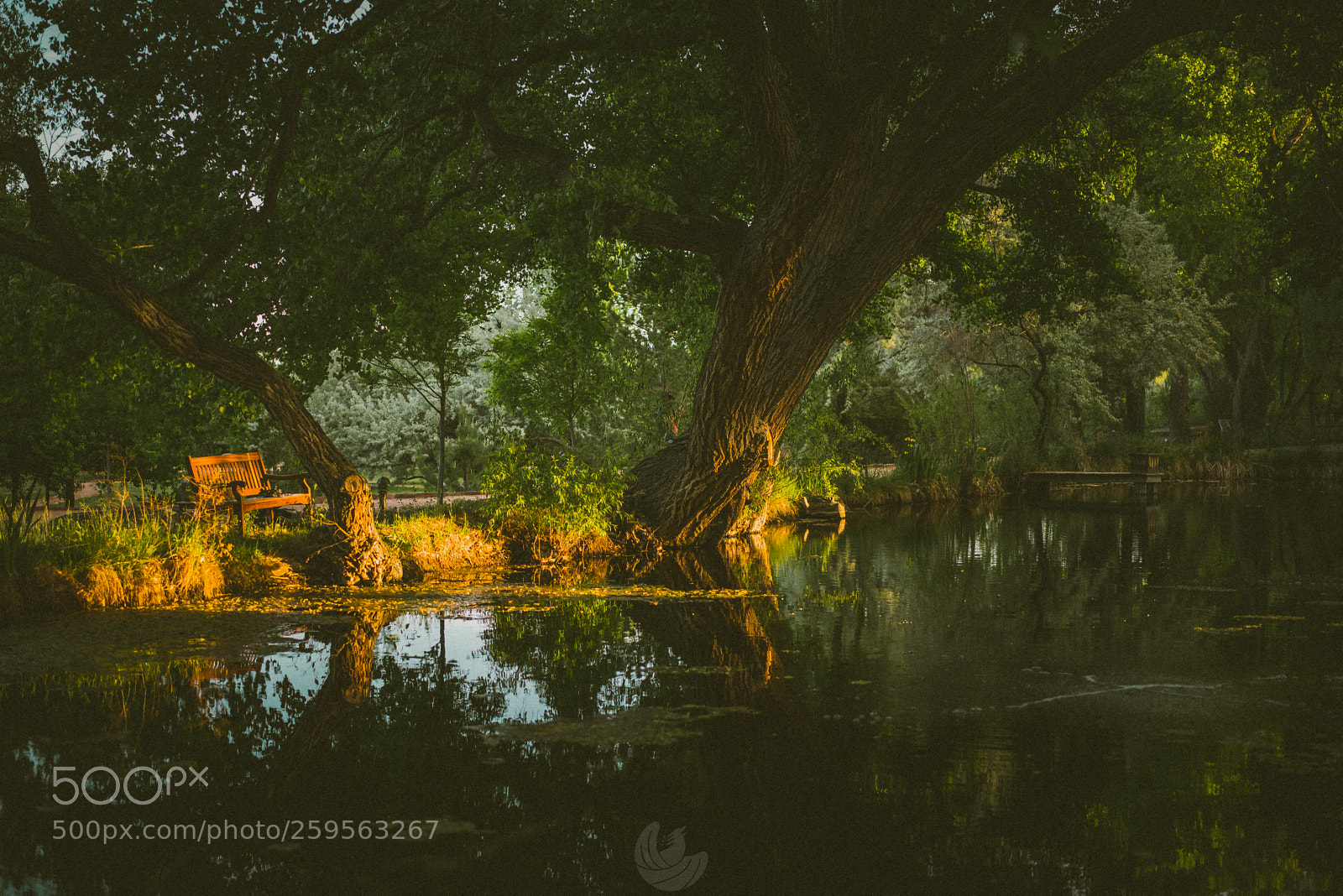 Sony a7R II sample photo. Placid photography