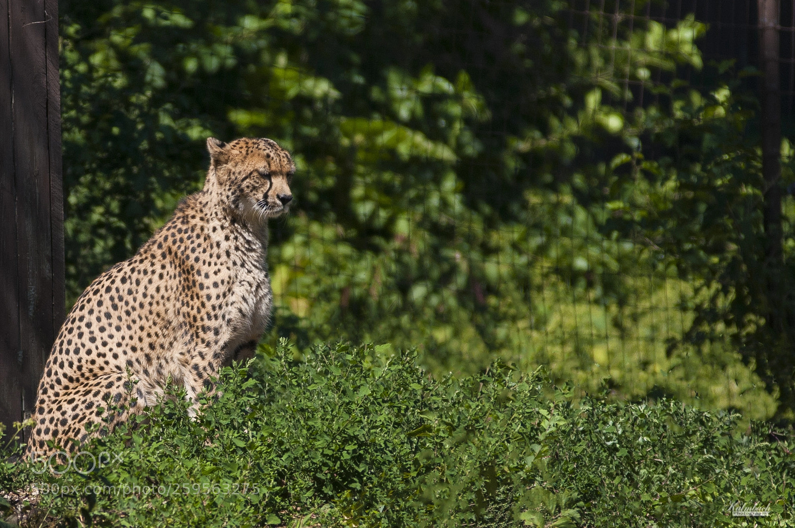 Nikon D300 sample photo. Cheetah photography