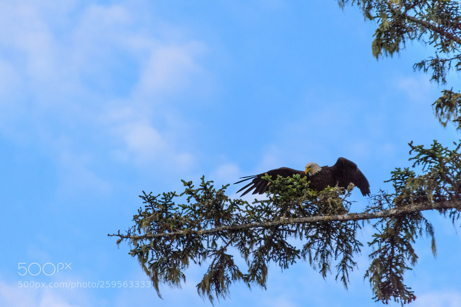Nikon D7200 sample photo. Bald eagle photography