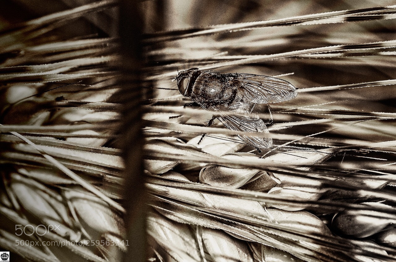 Nikon D500 sample photo. La mosca y el photography