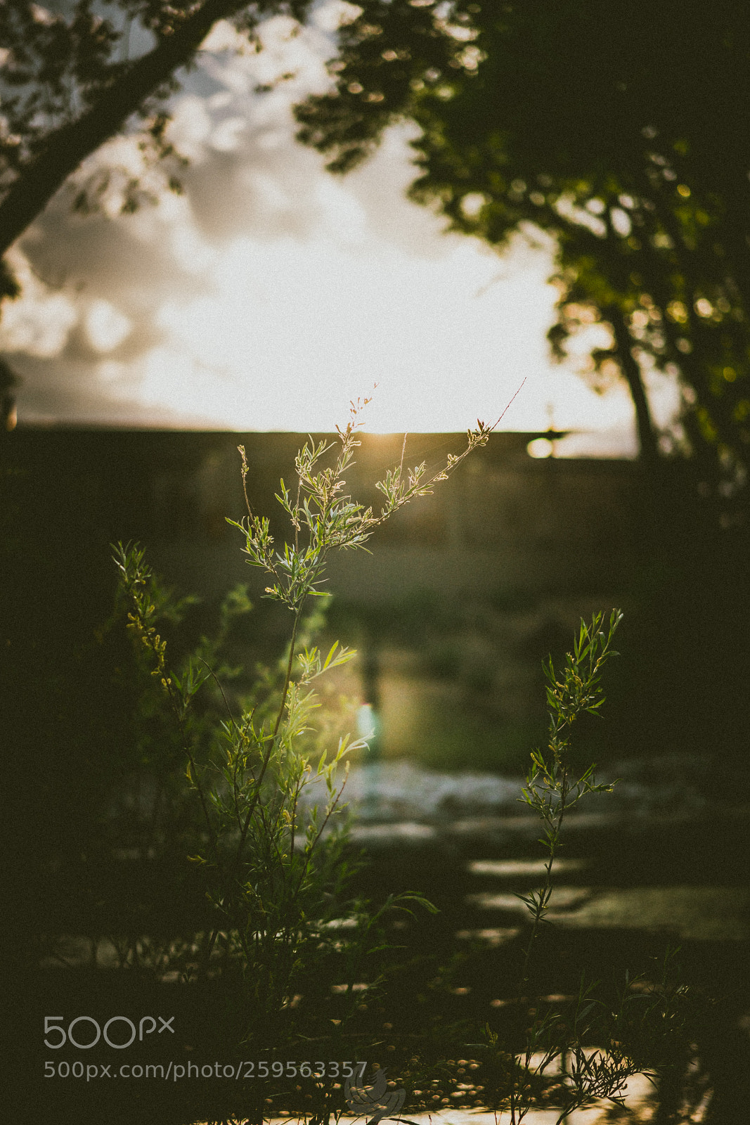 Sony a7R II sample photo. Greenery photography