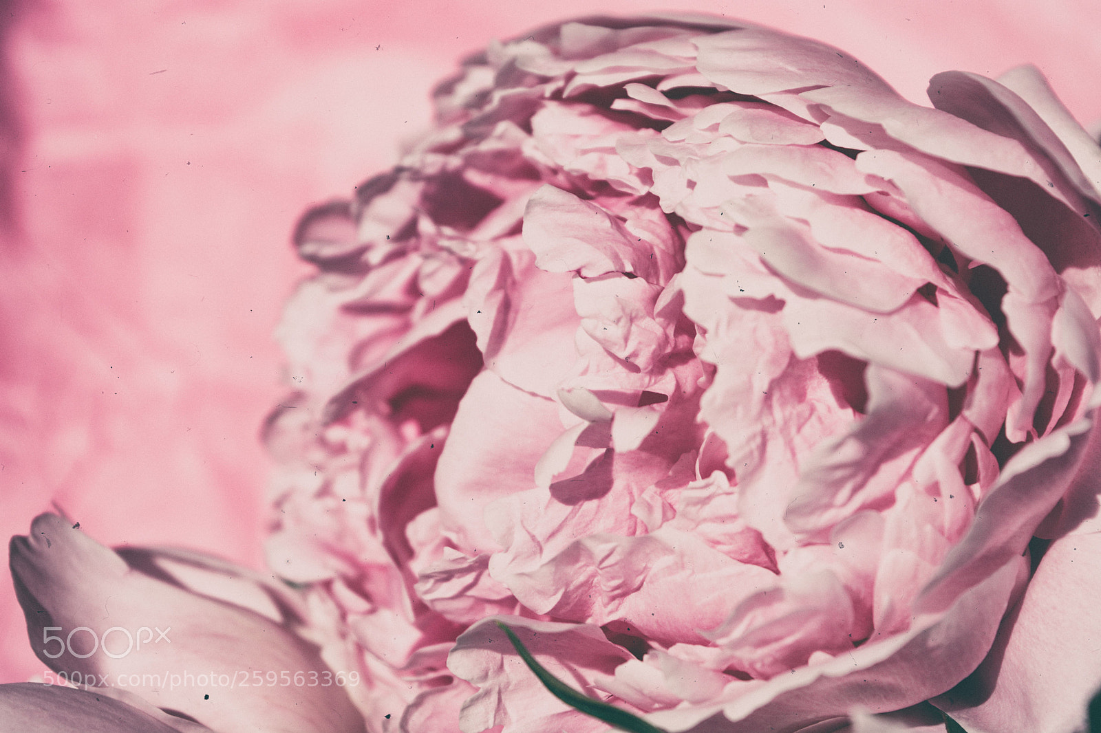 Nikon D7100 sample photo. Pink photography