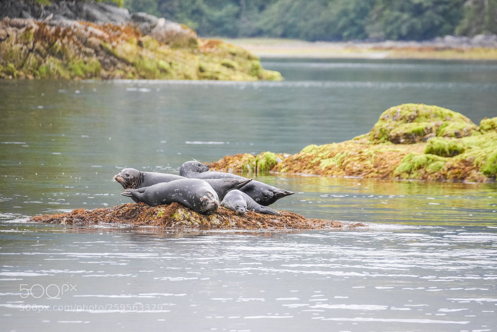 Nikon D7200 sample photo. Sea lions photography