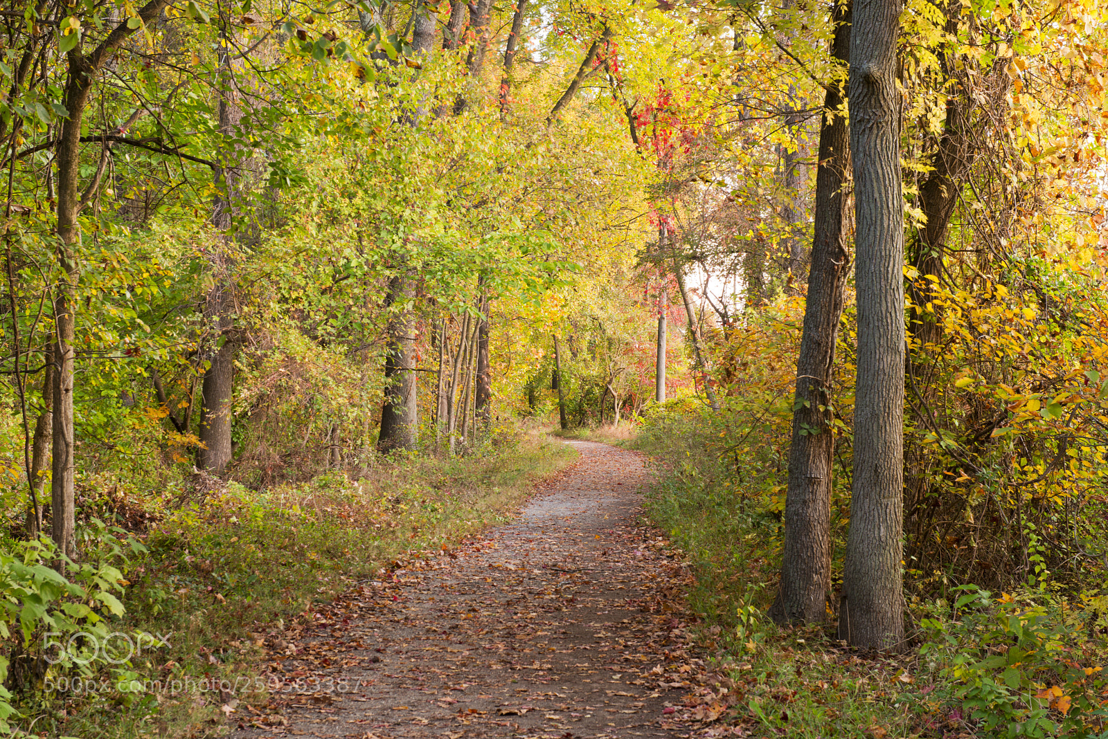Nikon D800 sample photo. Trail photography