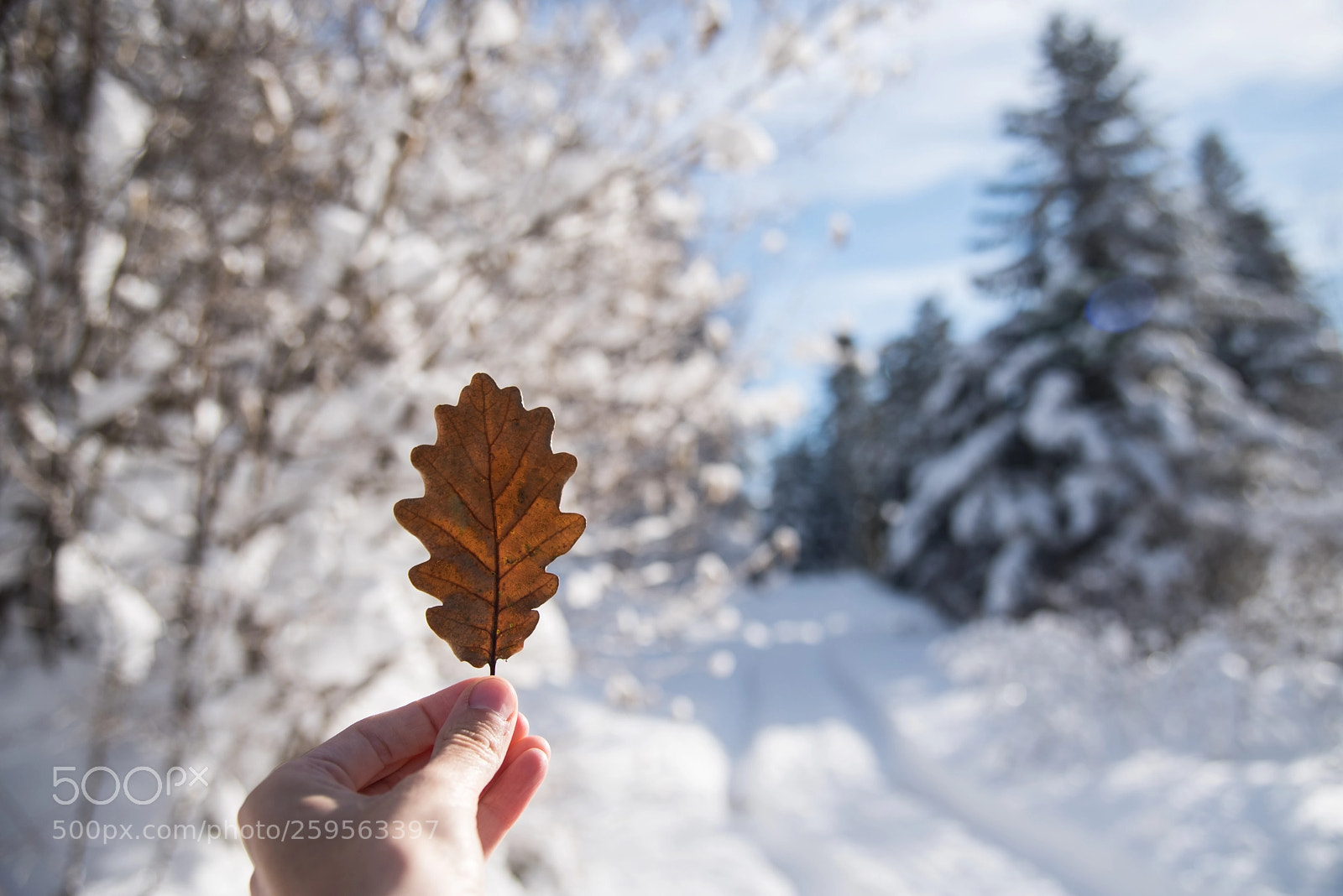 Nikon D750 sample photo. Contrast photography