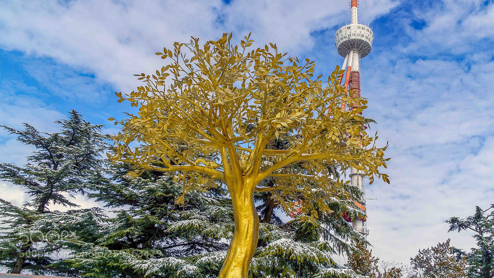 Sony a6000 sample photo. Golden tree photography