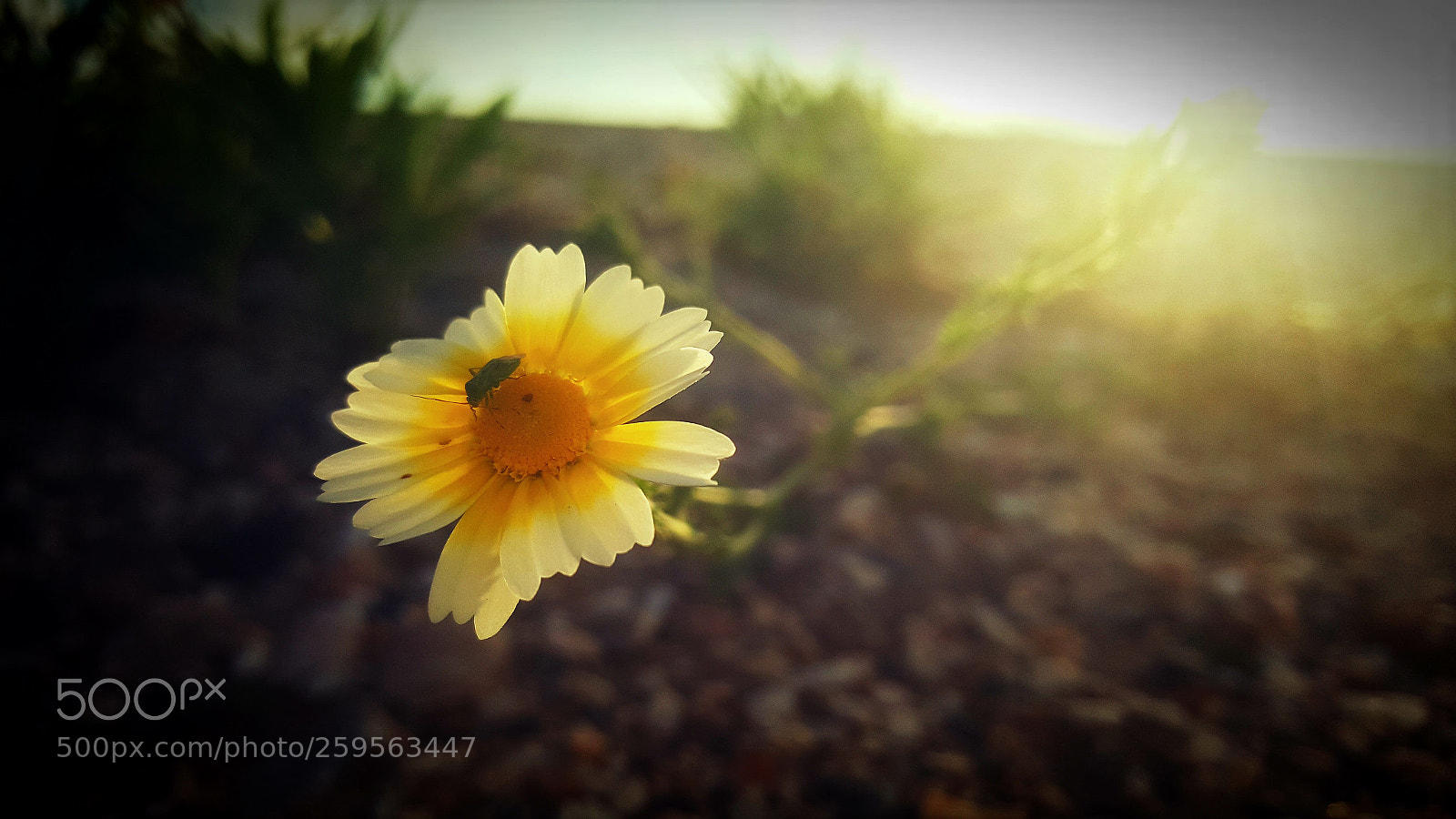 Samsung Galaxy Note5 sample photo. Sunset photography