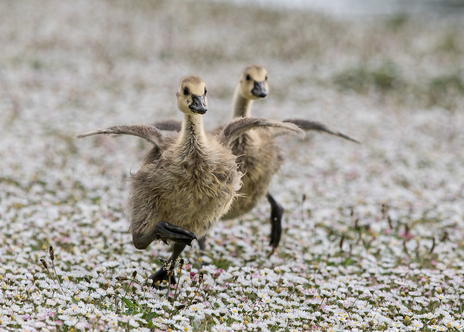 Canon EOS 5D Mark IV sample photo. Goslings race for food photography