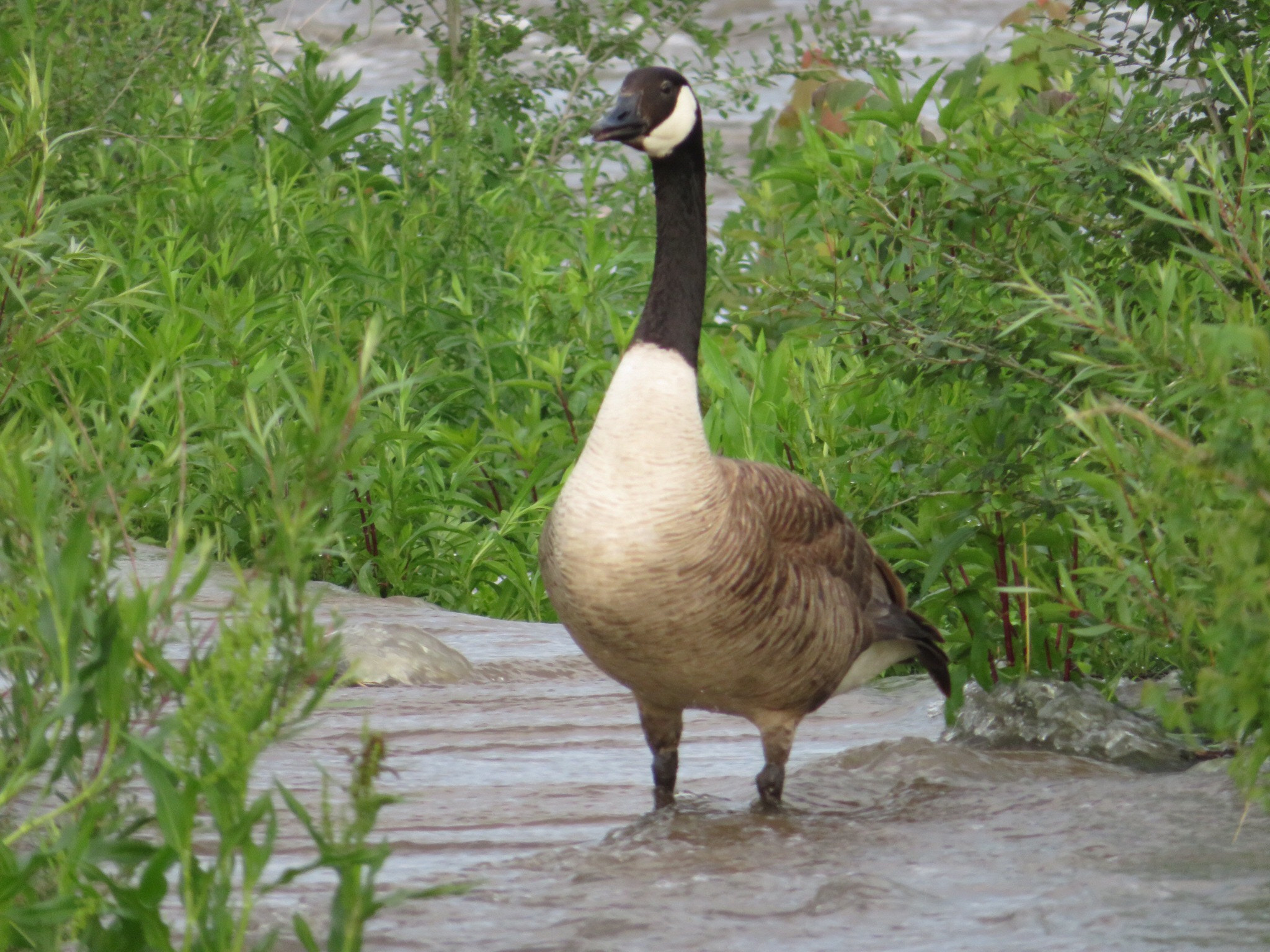 Canon PowerShot SX730 HS sample photo. Wet feet  photography