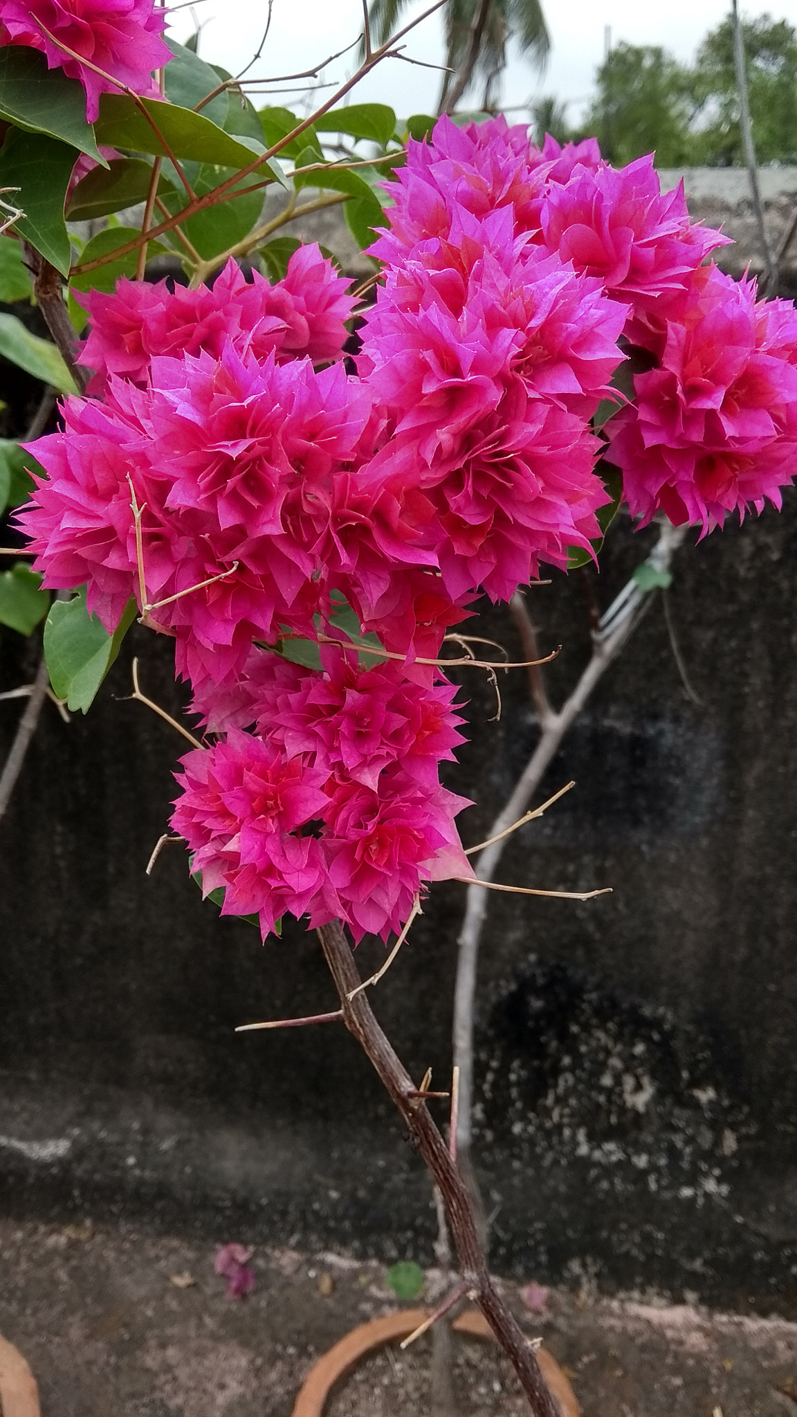 Xiaomi Redmi Note 5A sample photo