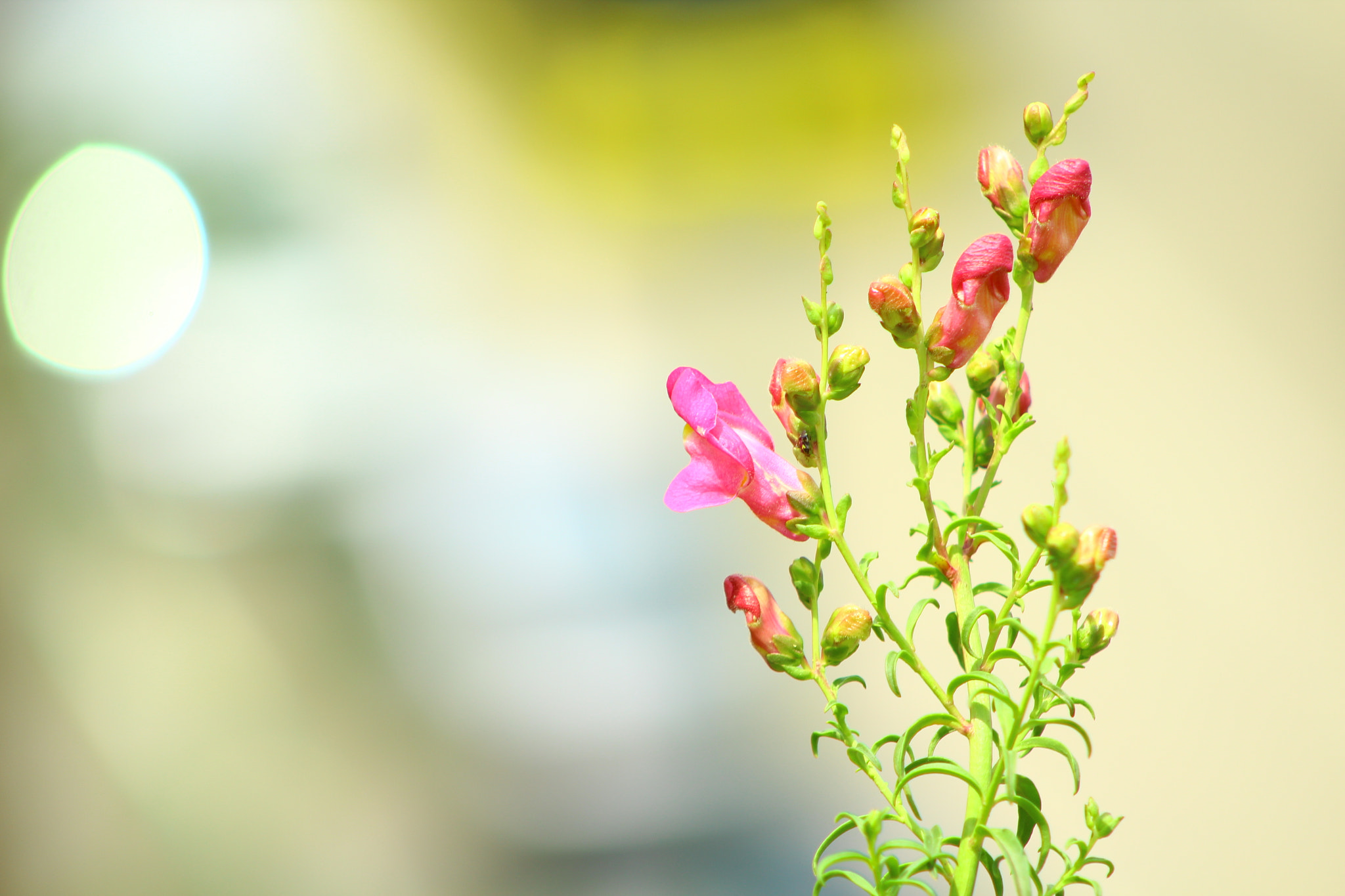 Canon EF 75-300mm f/4-5.6 USM sample photo