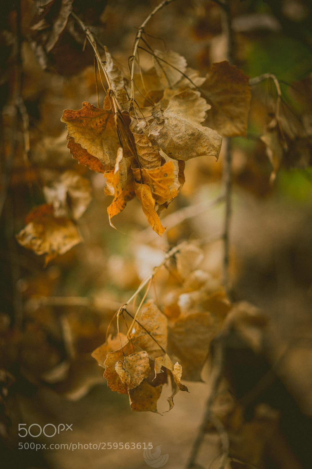 Sony a7R II sample photo. Backwoods photography