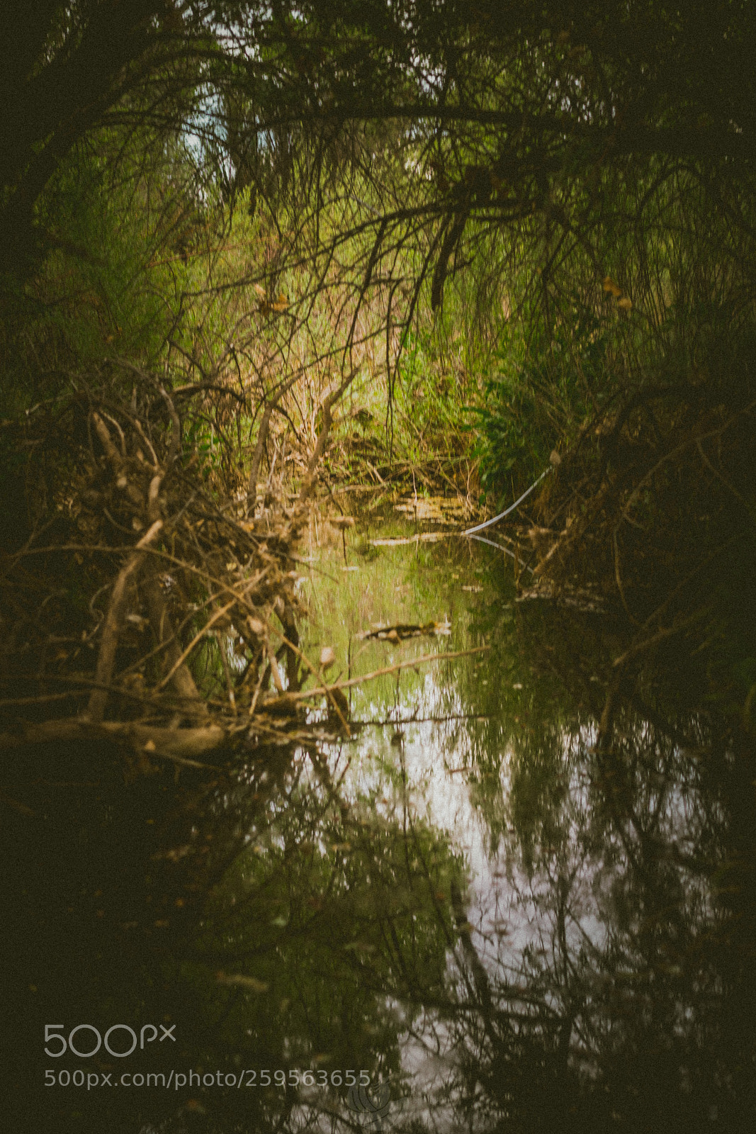Sony a7R II sample photo. Bush photography