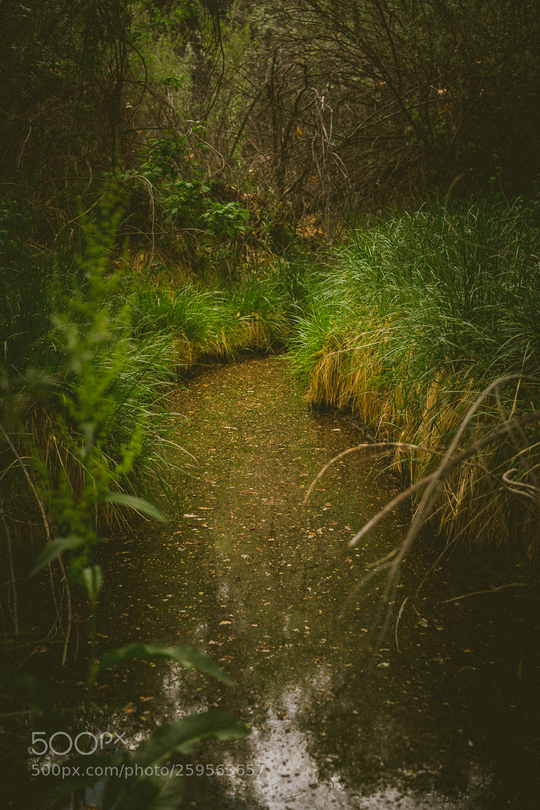 Sony a7R II sample photo. Source of life photography