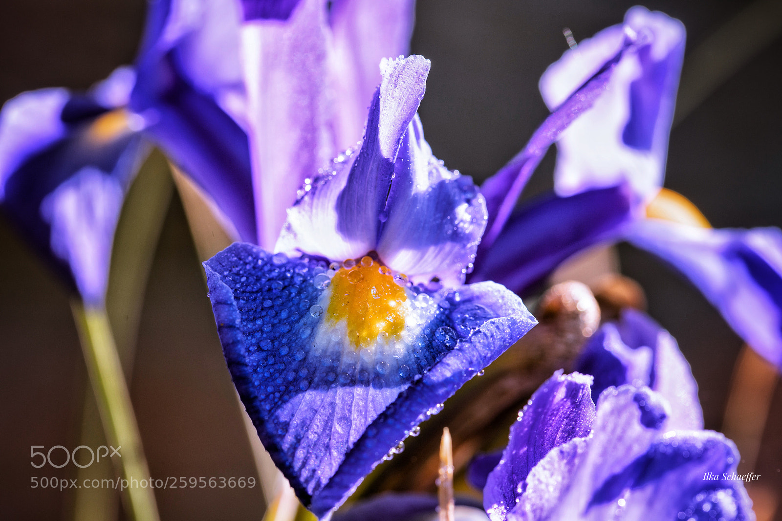 Canon EOS 5D Mark IV sample photo. Lilie am morgen photography