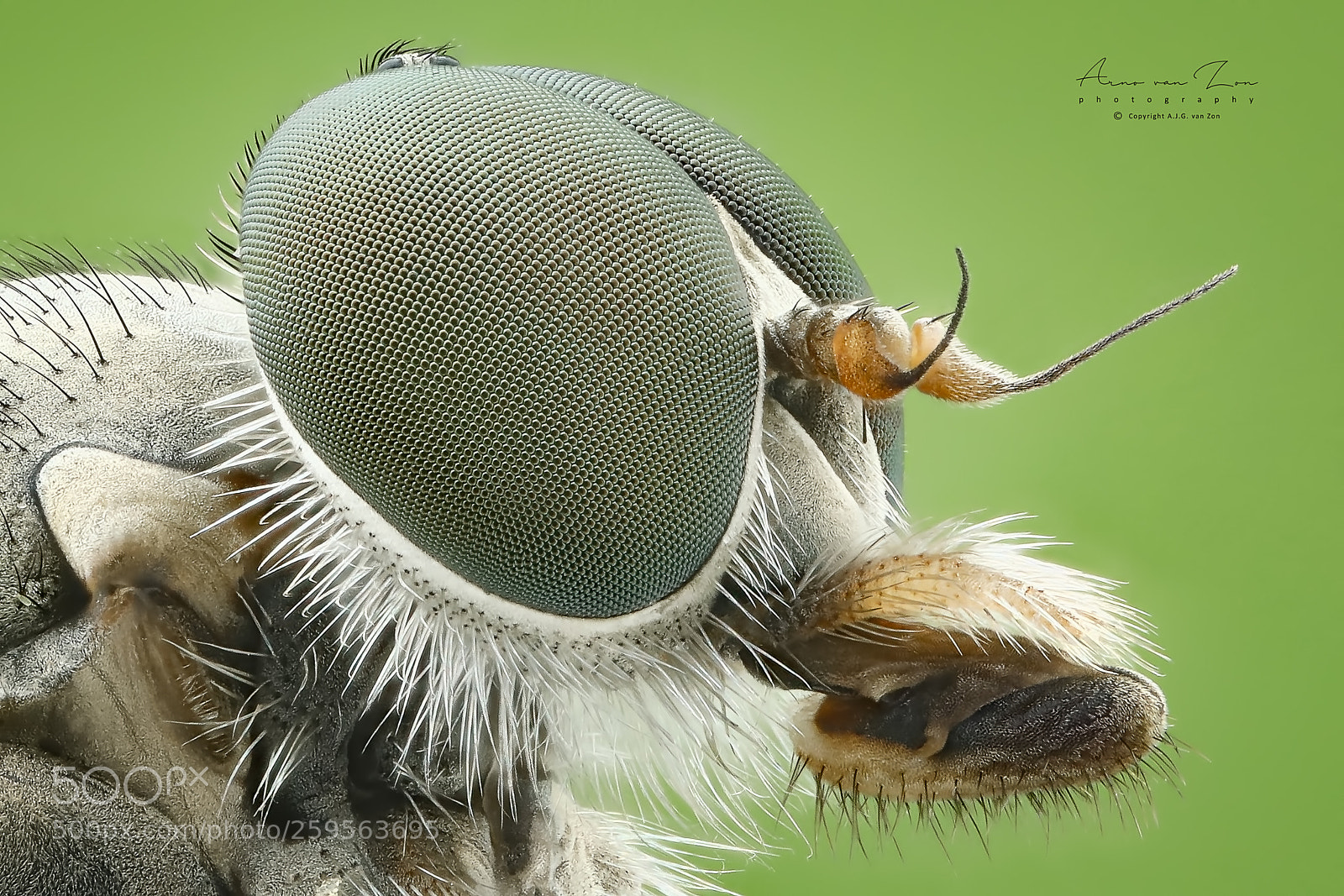 Canon EOS 5D Mark IV sample photo. Snipe fly... photography