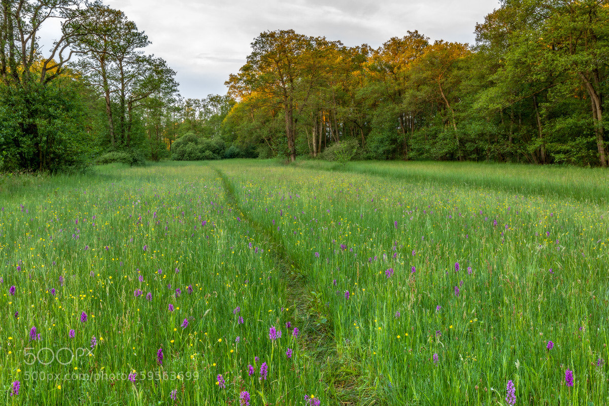 Canon EOS 5D Mark IV sample photo. Paradise with orchids photography