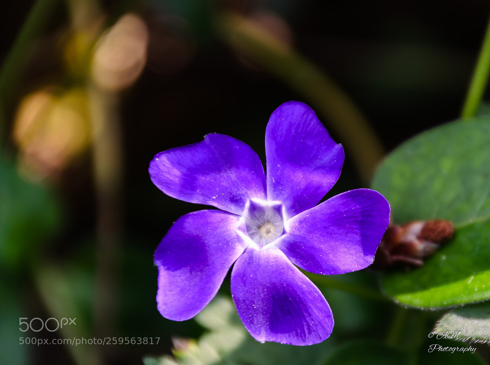 Nikon D5100 sample photo. Kleines immergr n photography