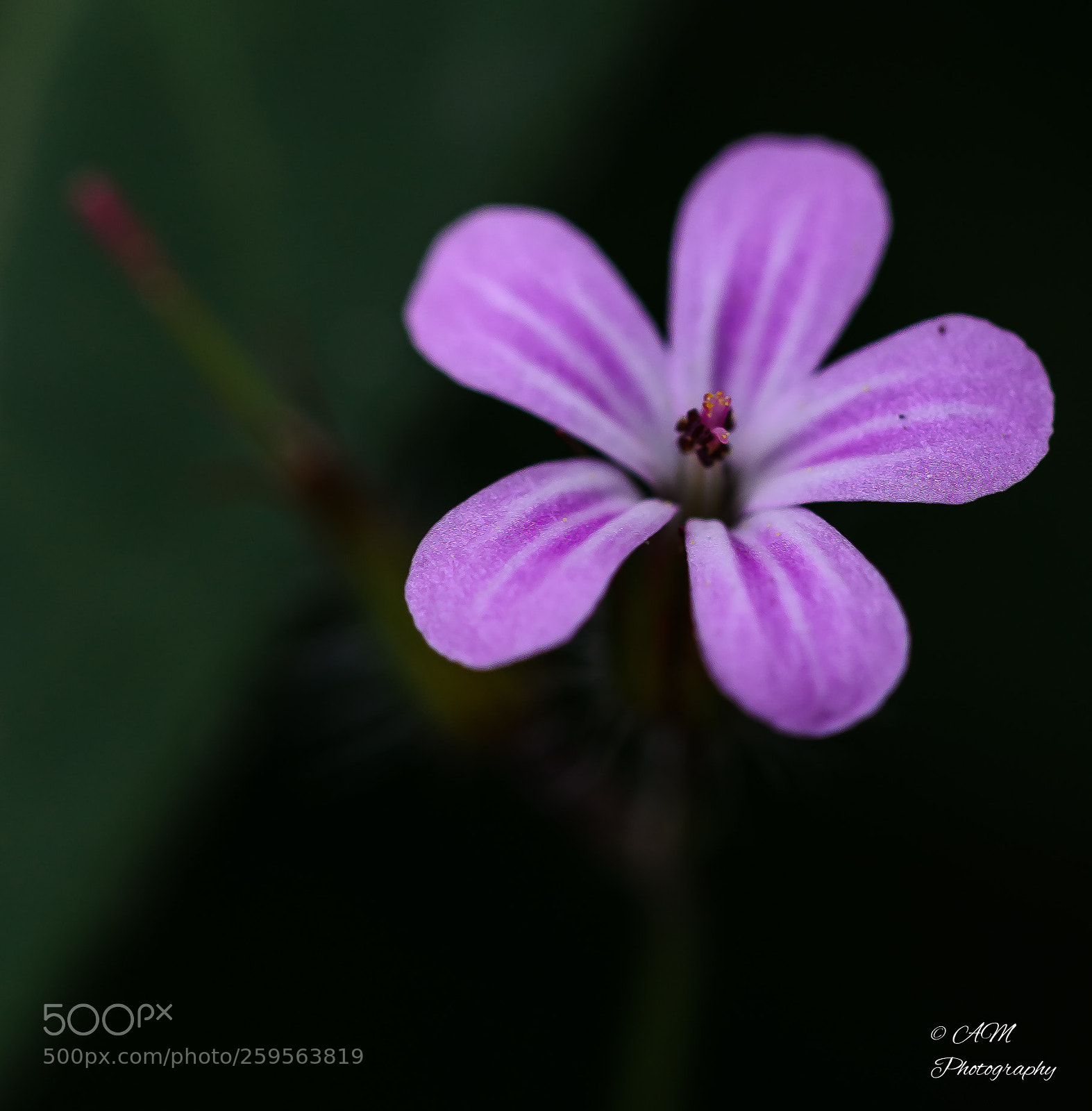 Nikon D5100 sample photo. Wald-storchschnabel - geranium sylvaticum photography