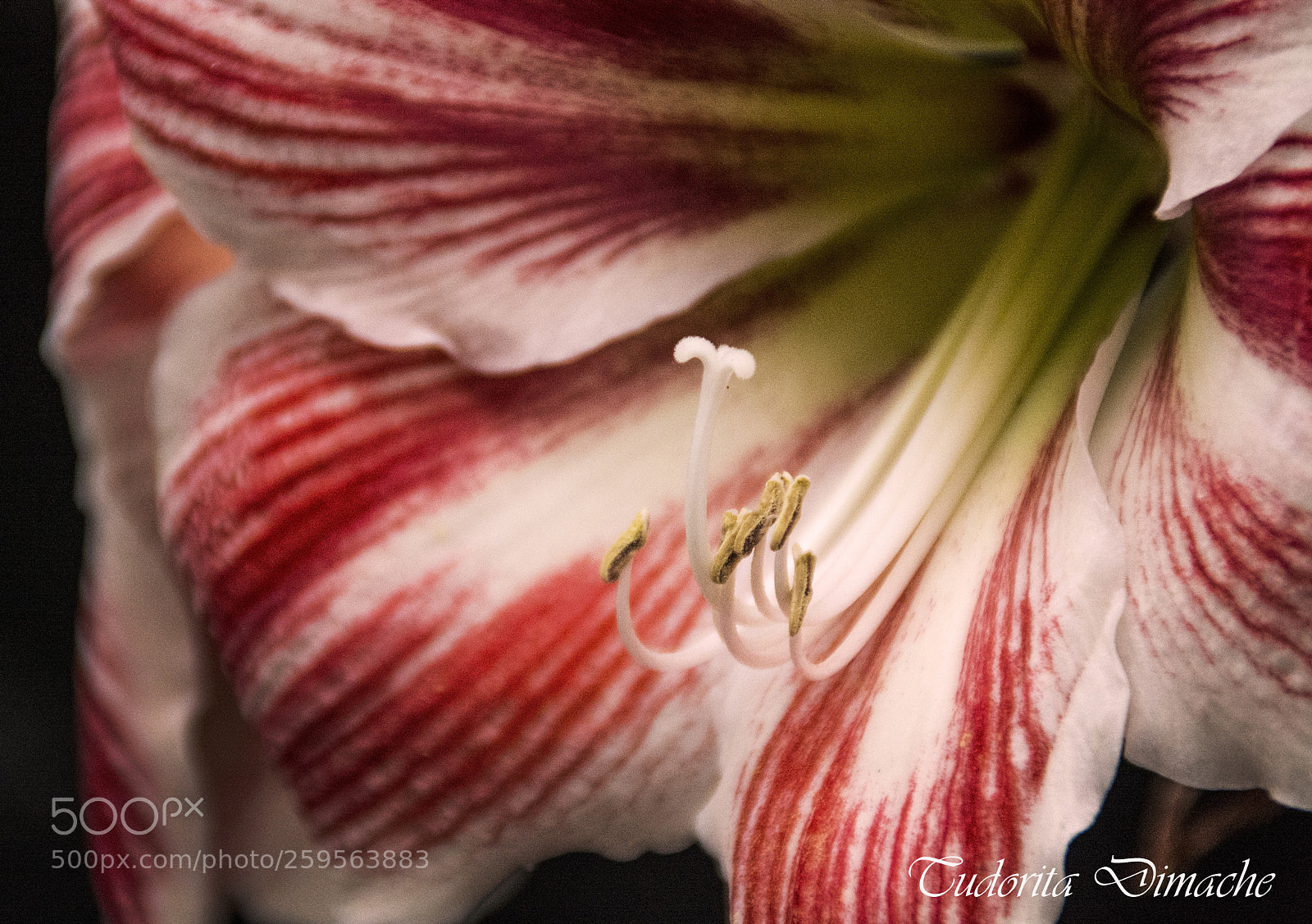 Nikon D7100 sample photo. Macro photography