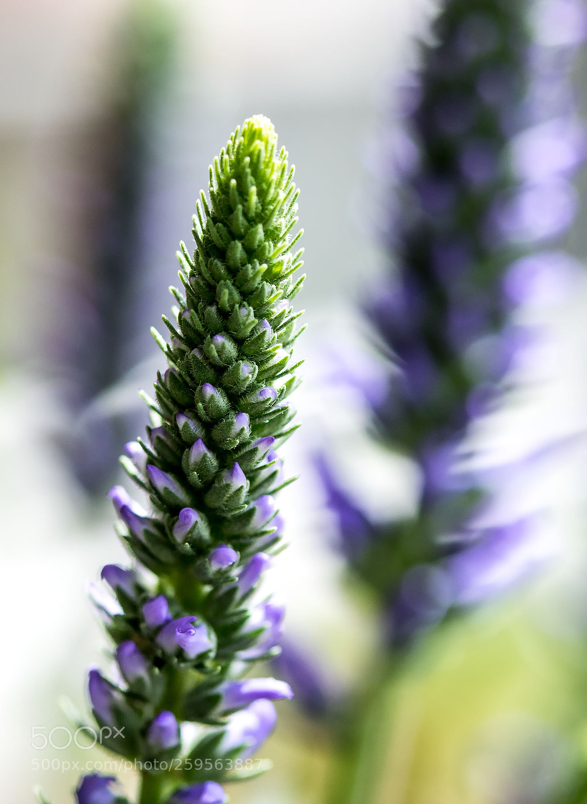 Canon EOS 750D (EOS Rebel T6i / EOS Kiss X8i) sample photo. Veronica spicata photography
