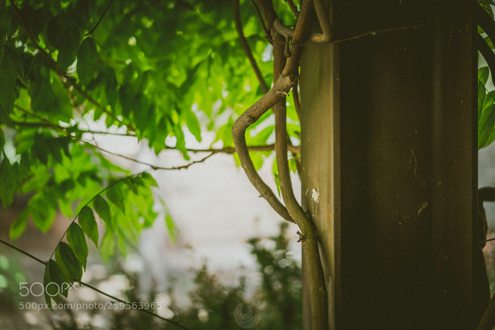 Sony a7R II sample photo. Taking over photography