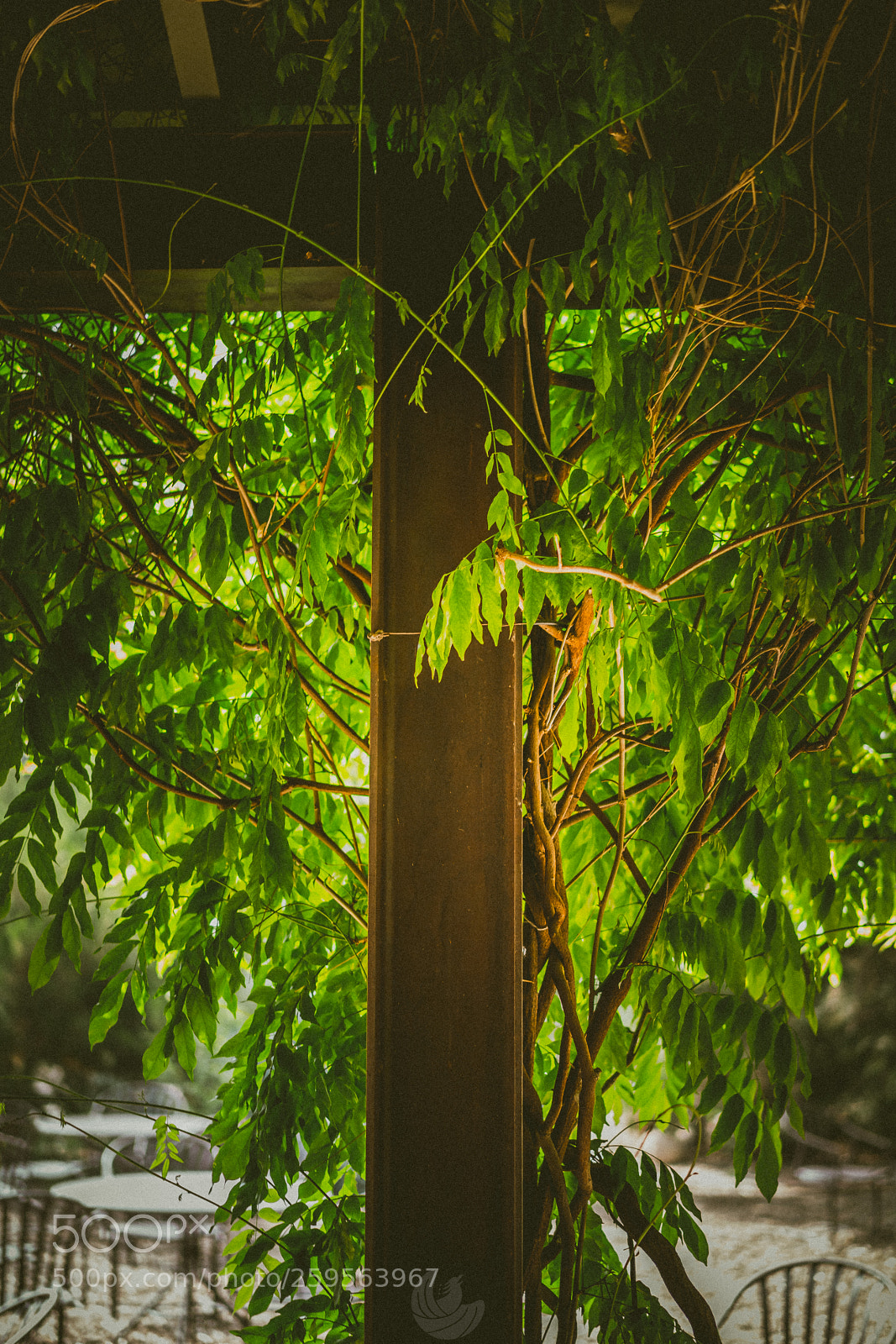Sony a7R II sample photo. Veins photography
