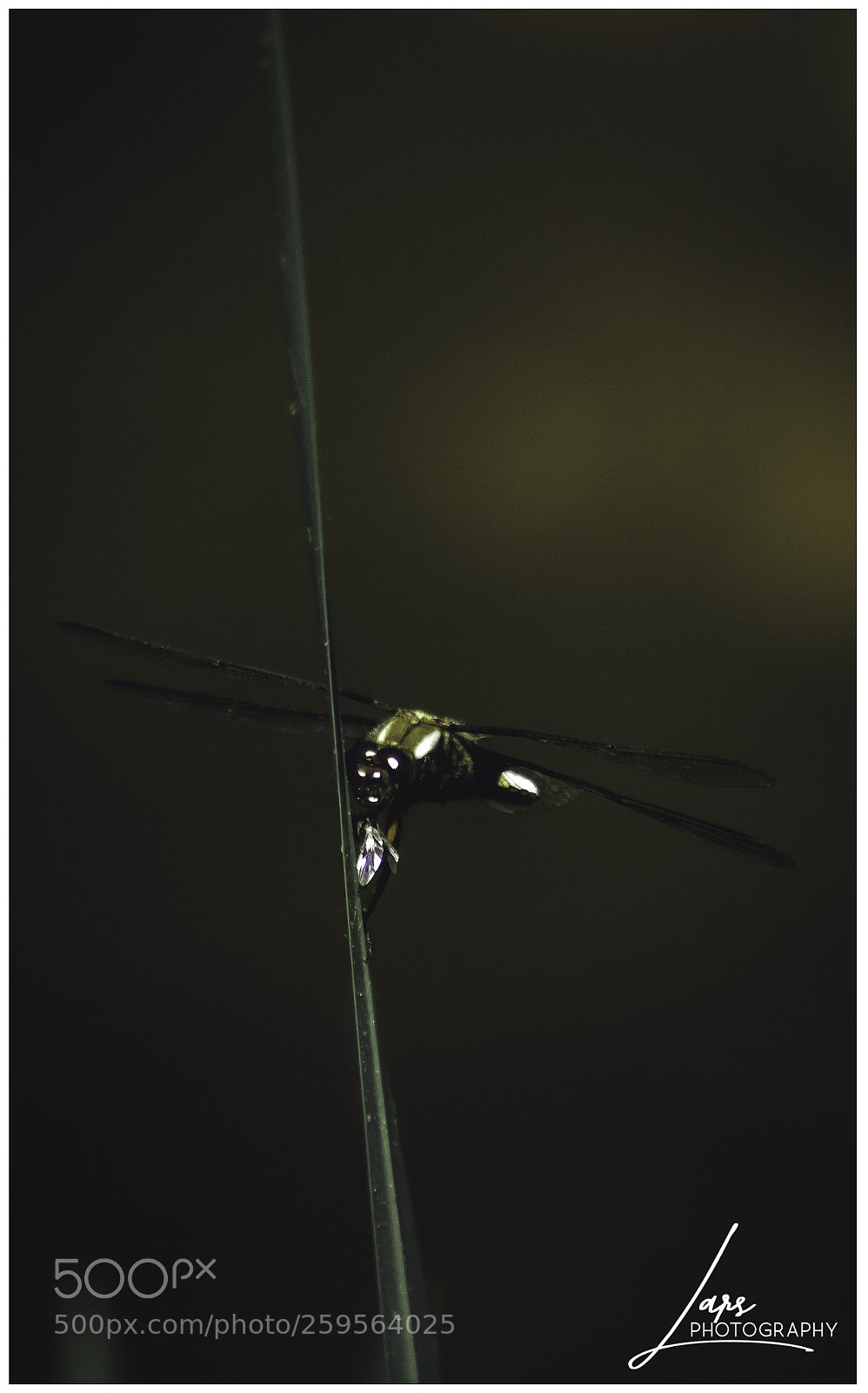 Nikon D5300 sample photo. Dragonfly  photography