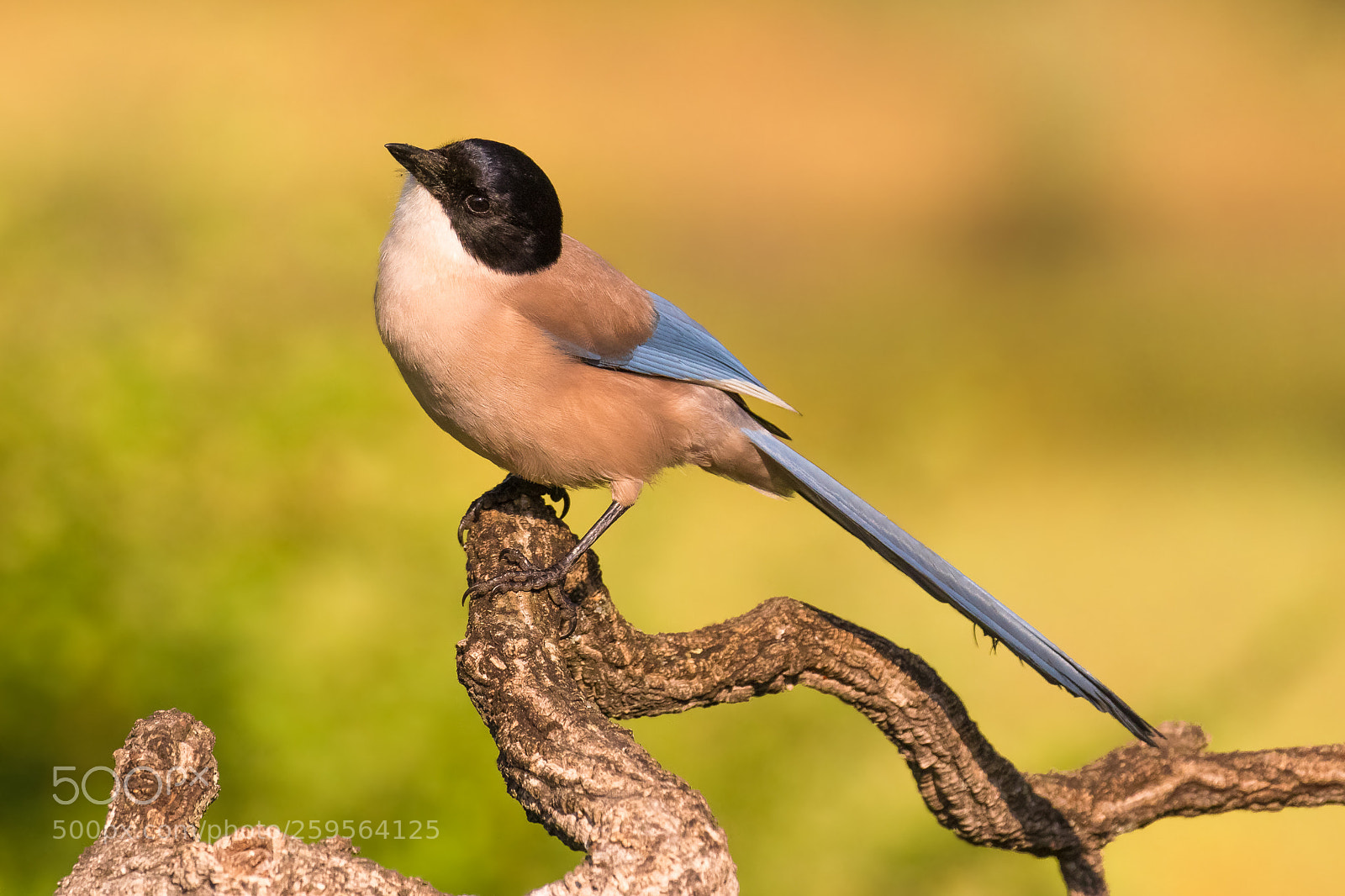 Canon EOS 7D Mark II sample photo. Azure-winged magpie (cyanopica cyanus) photography