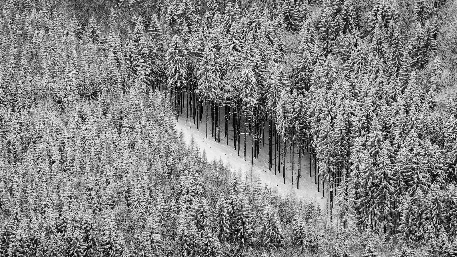 Canon EOS 5D Mark IV sample photo. Winter.forest photography