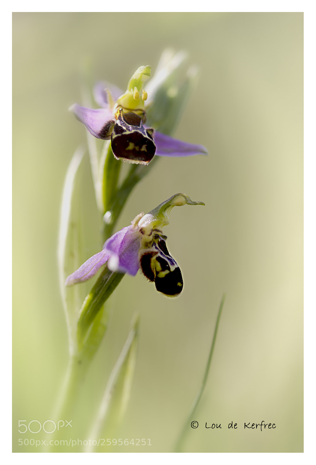 Nikon D7000 sample photo. Ophrys apifera photography