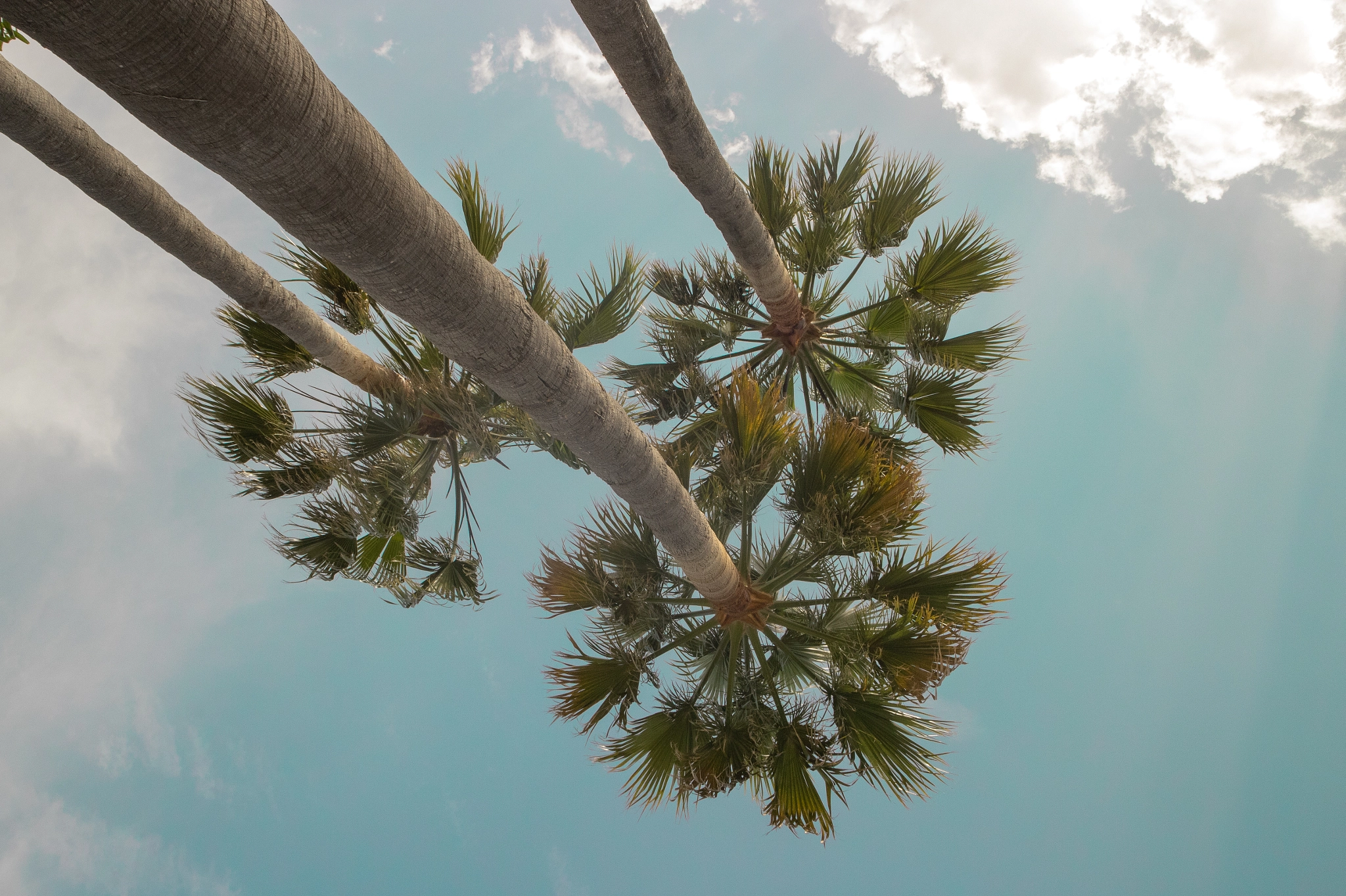 Canon EOS M10 sample photo. Sous les palmiers photography