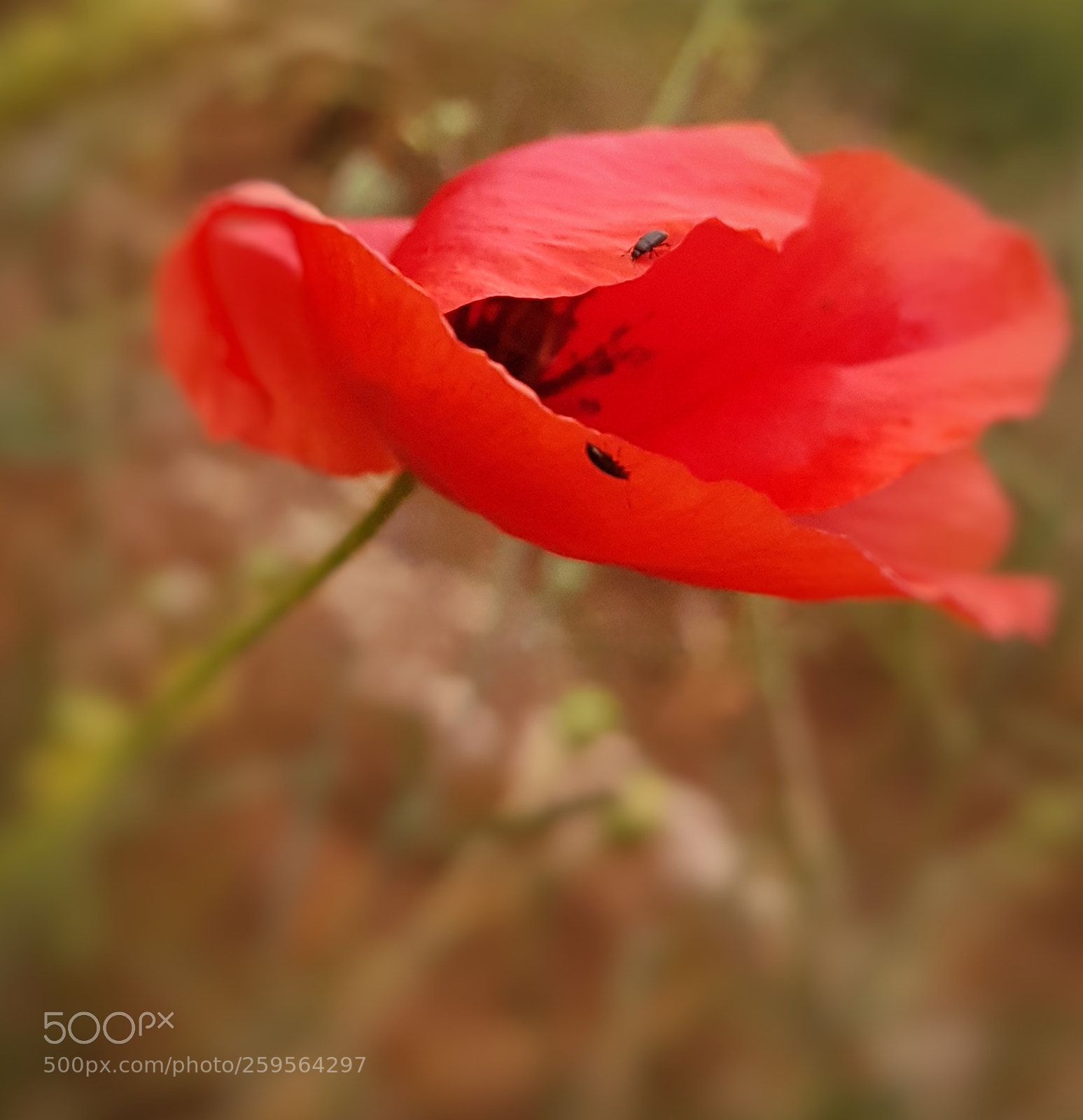 Samsung Galaxy S7 sample photo. Red red photography