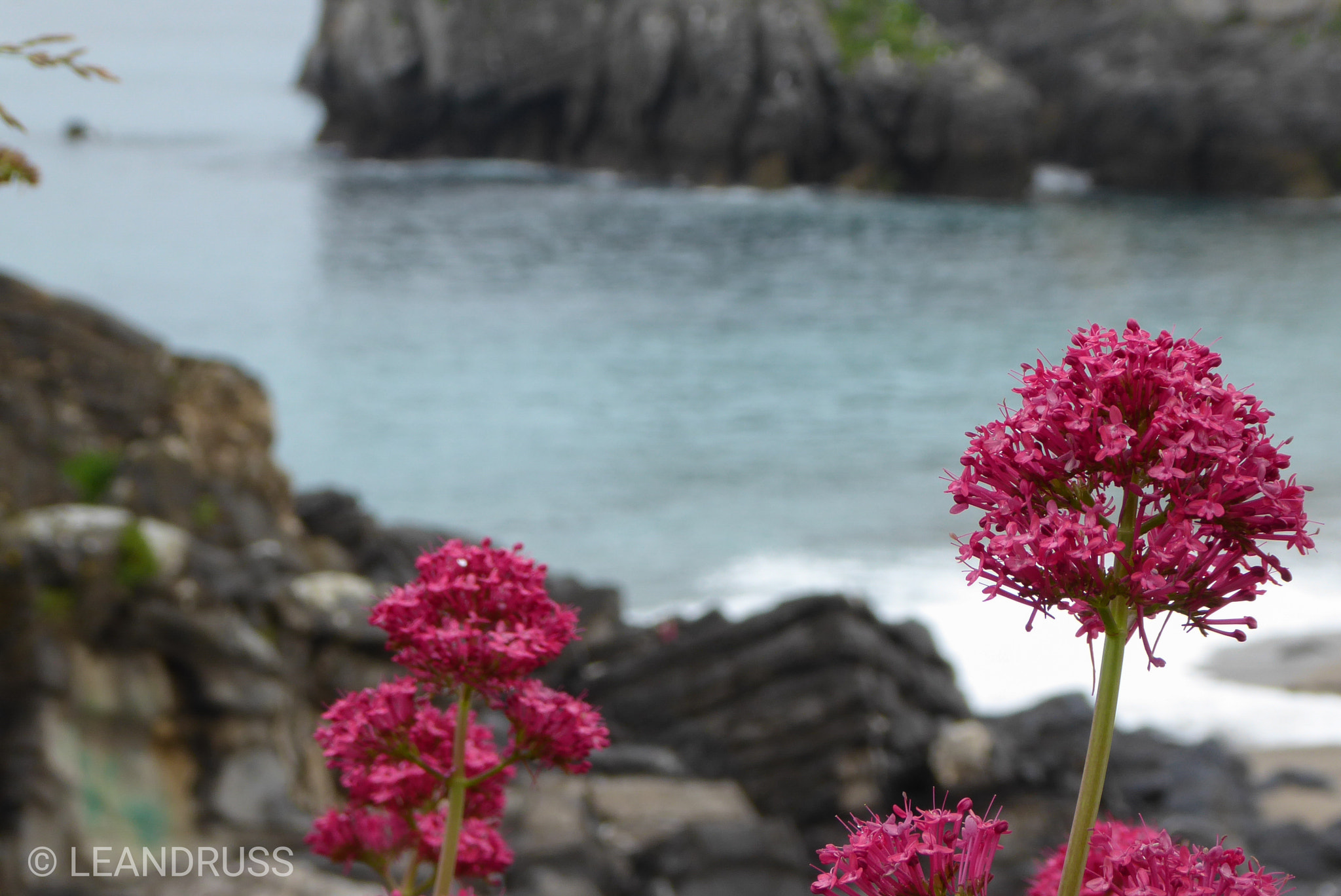Panasonic Lumix DMC-ZS50 (Lumix DMC-TZ70) sample photo. A point of colour photography
