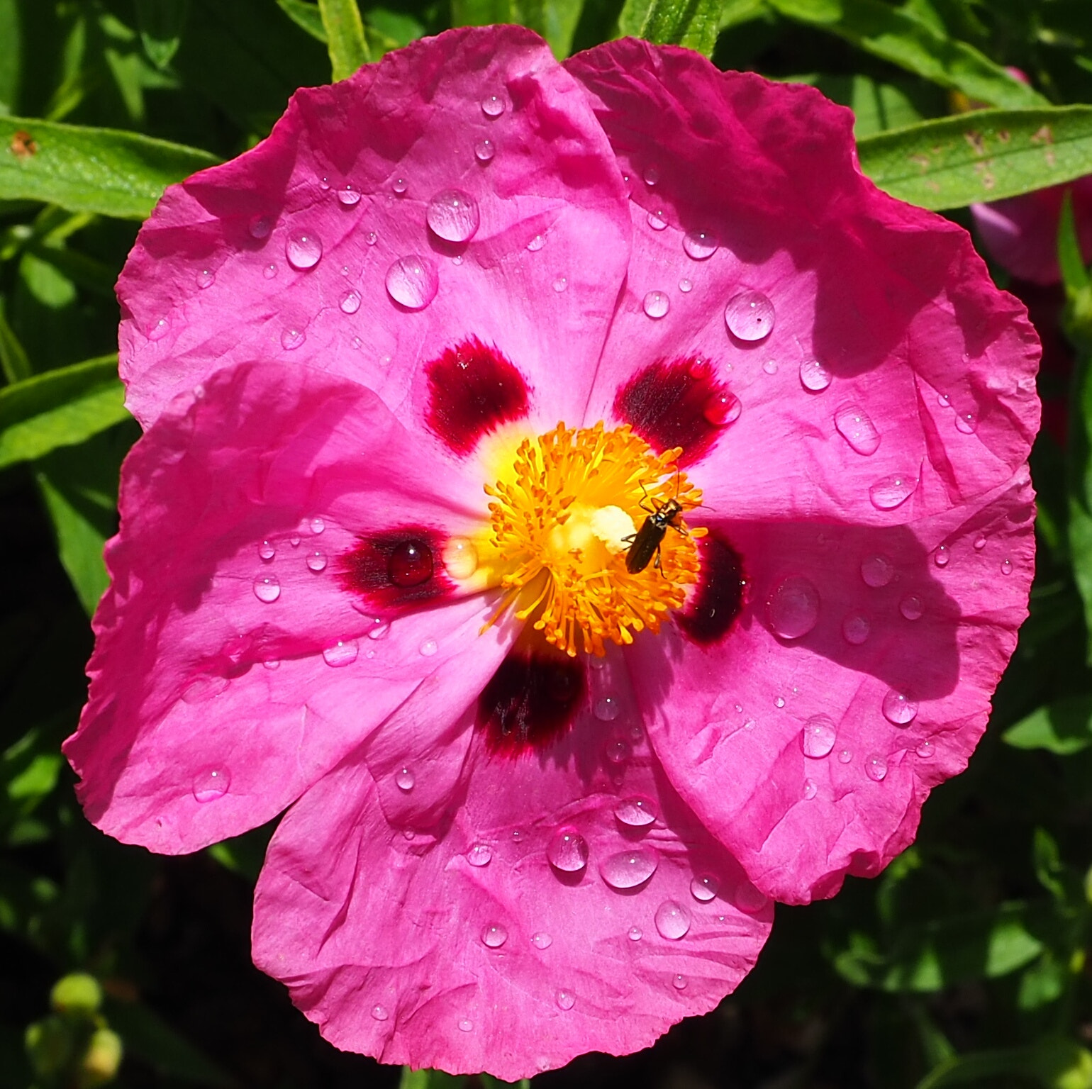 Olympus OM-D E-M10 III sample photo. Une cyste du jardin photography